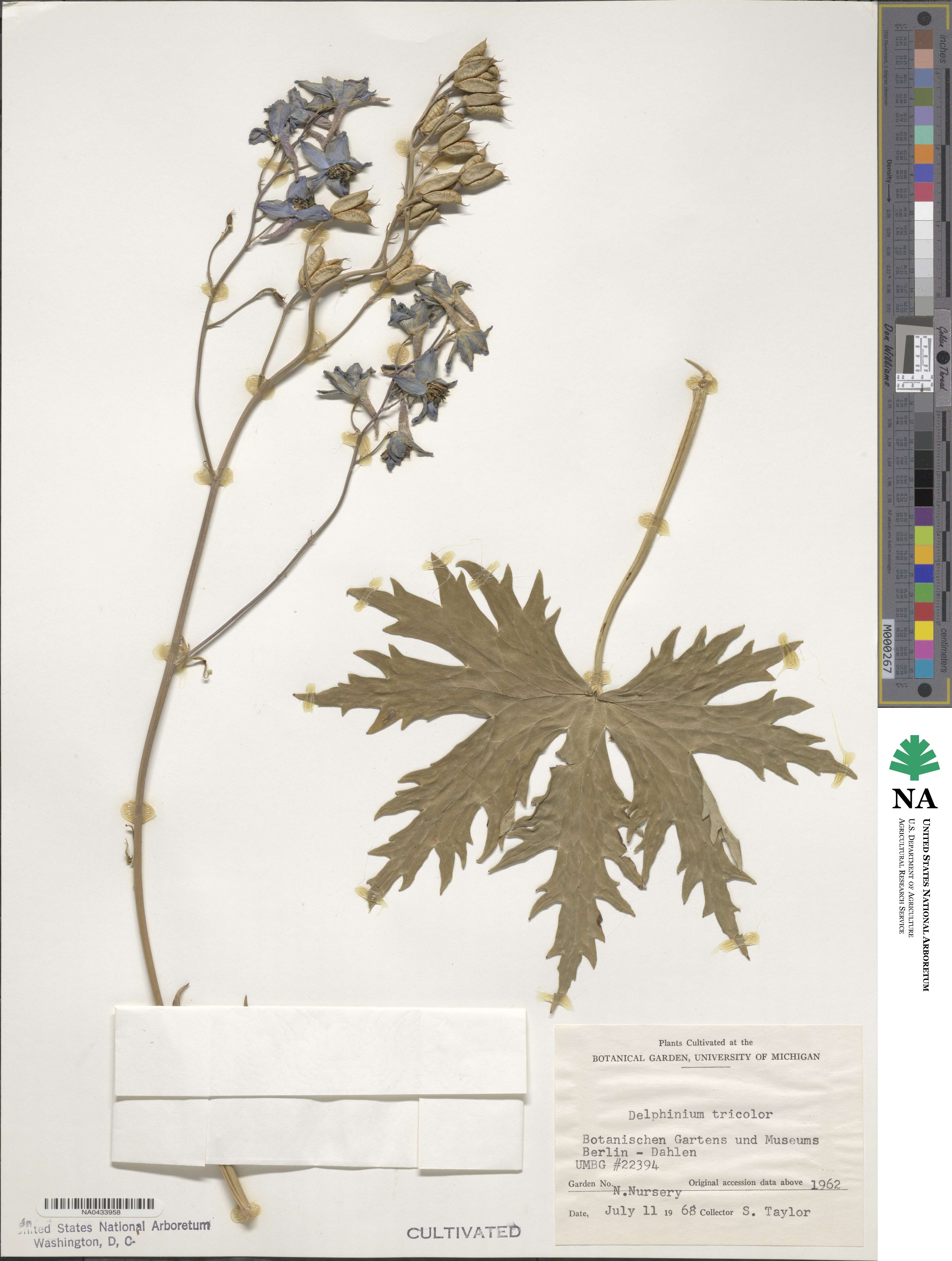 Delphinium szowitsianum image