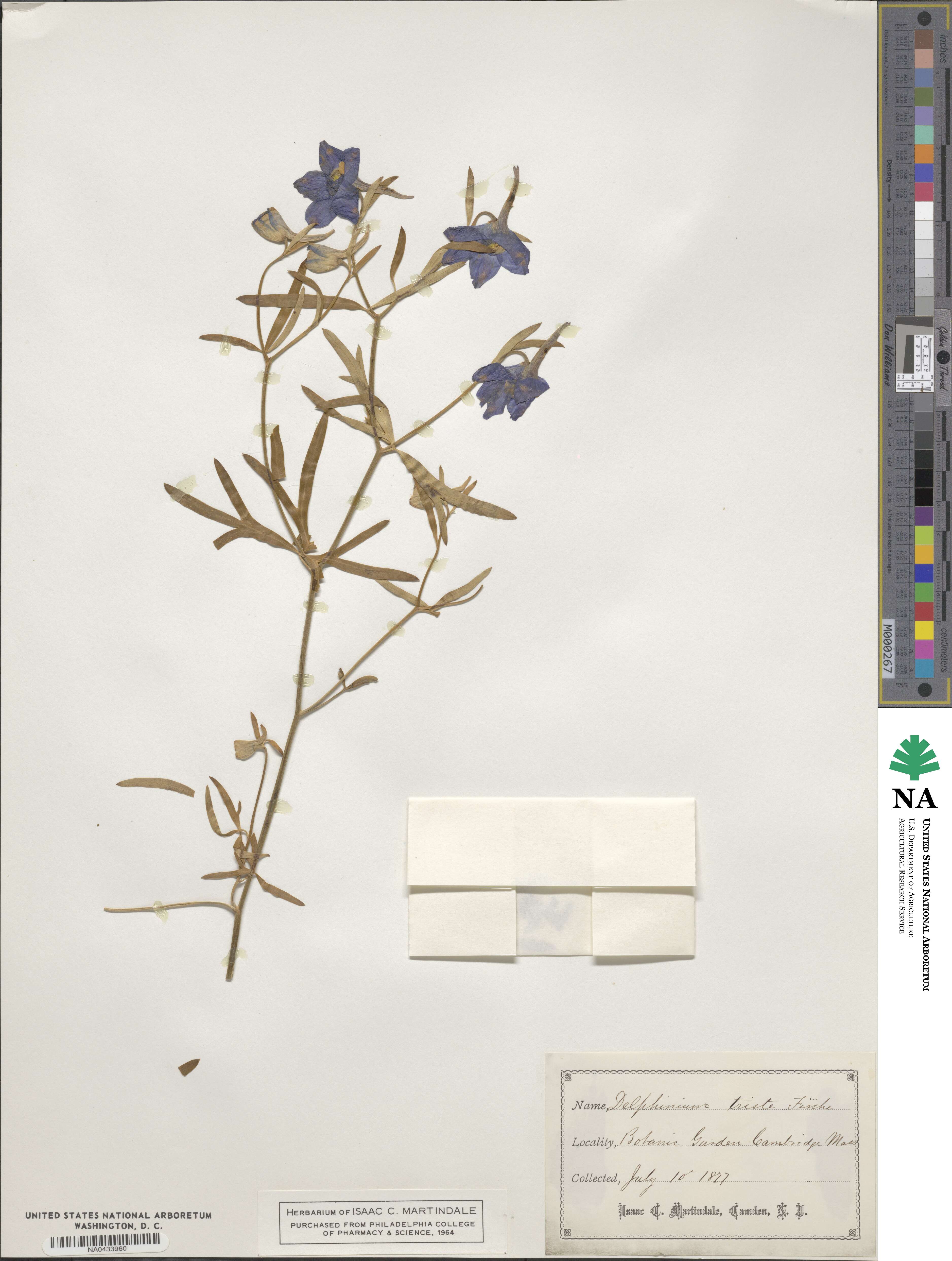Delphinium triste image