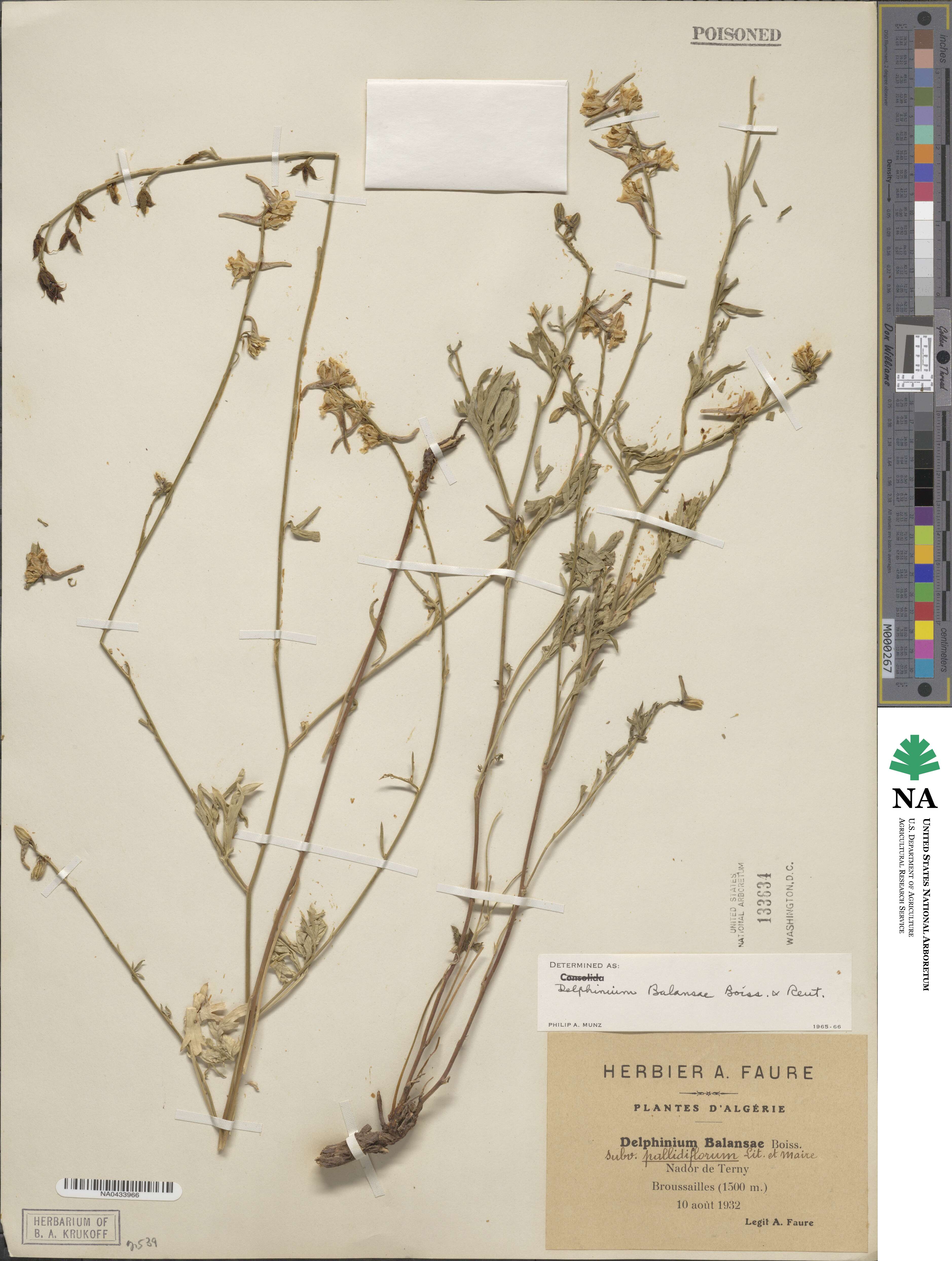 Delphinium balansae image