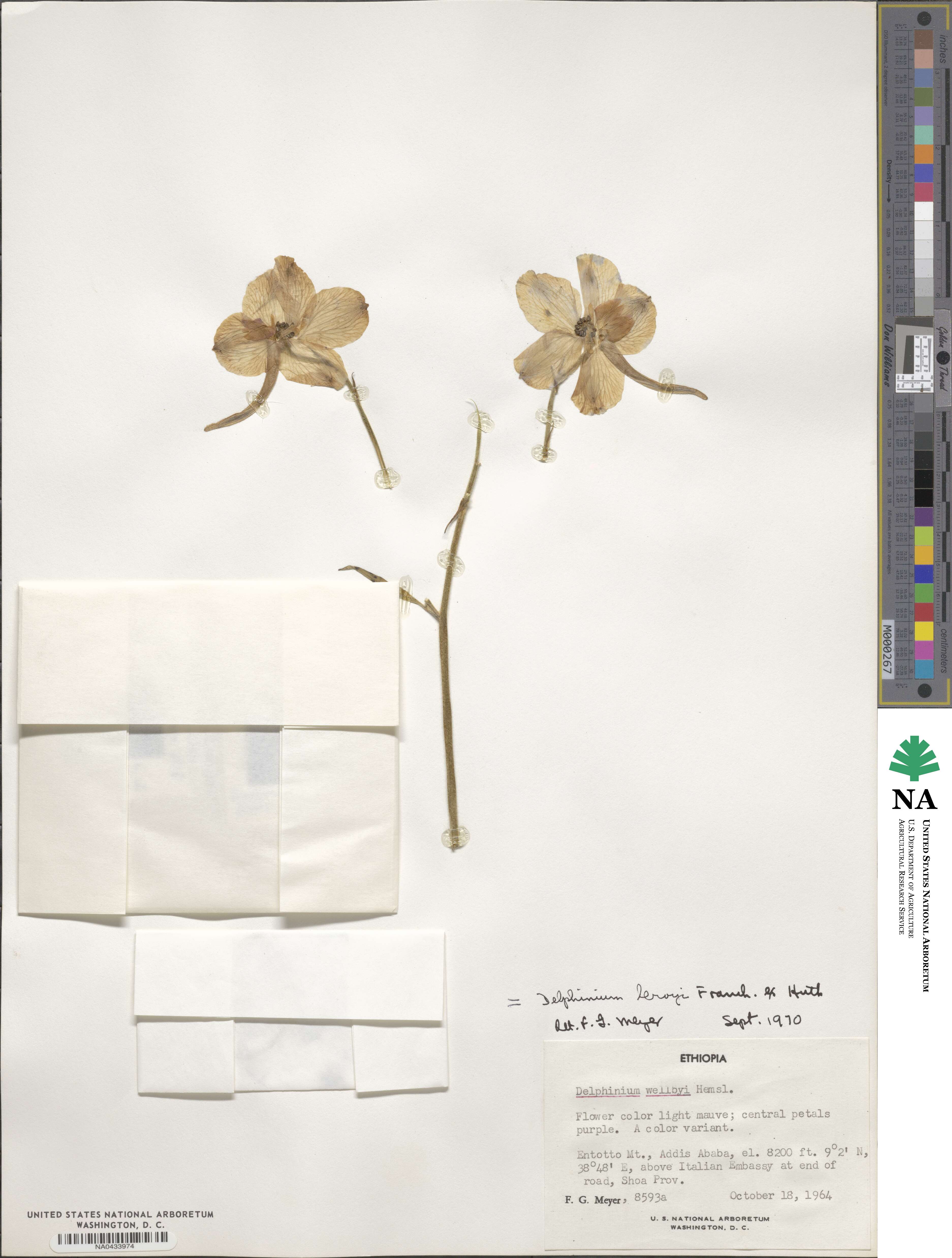 Delphinium leroyi image