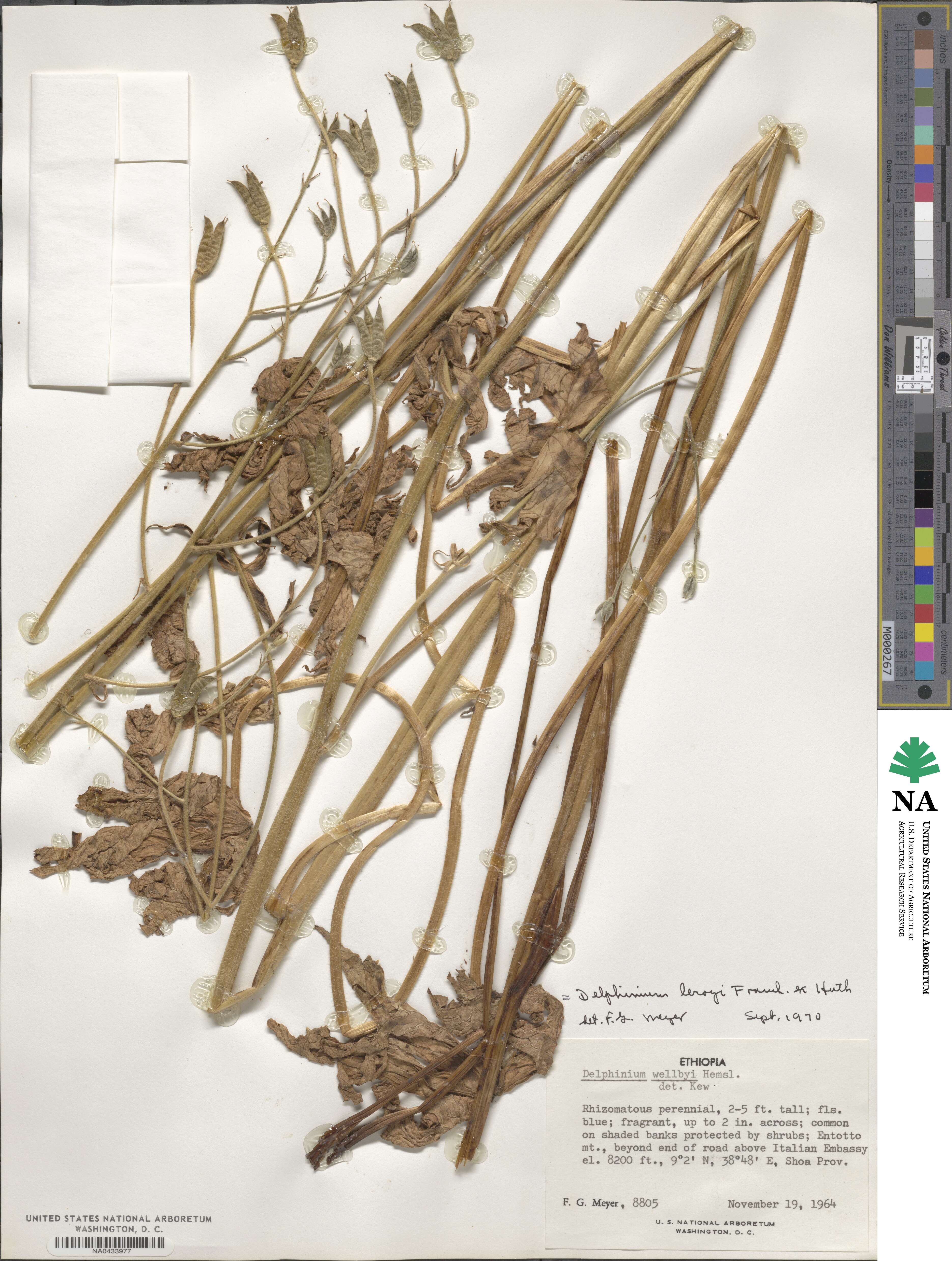 Delphinium leroyi image