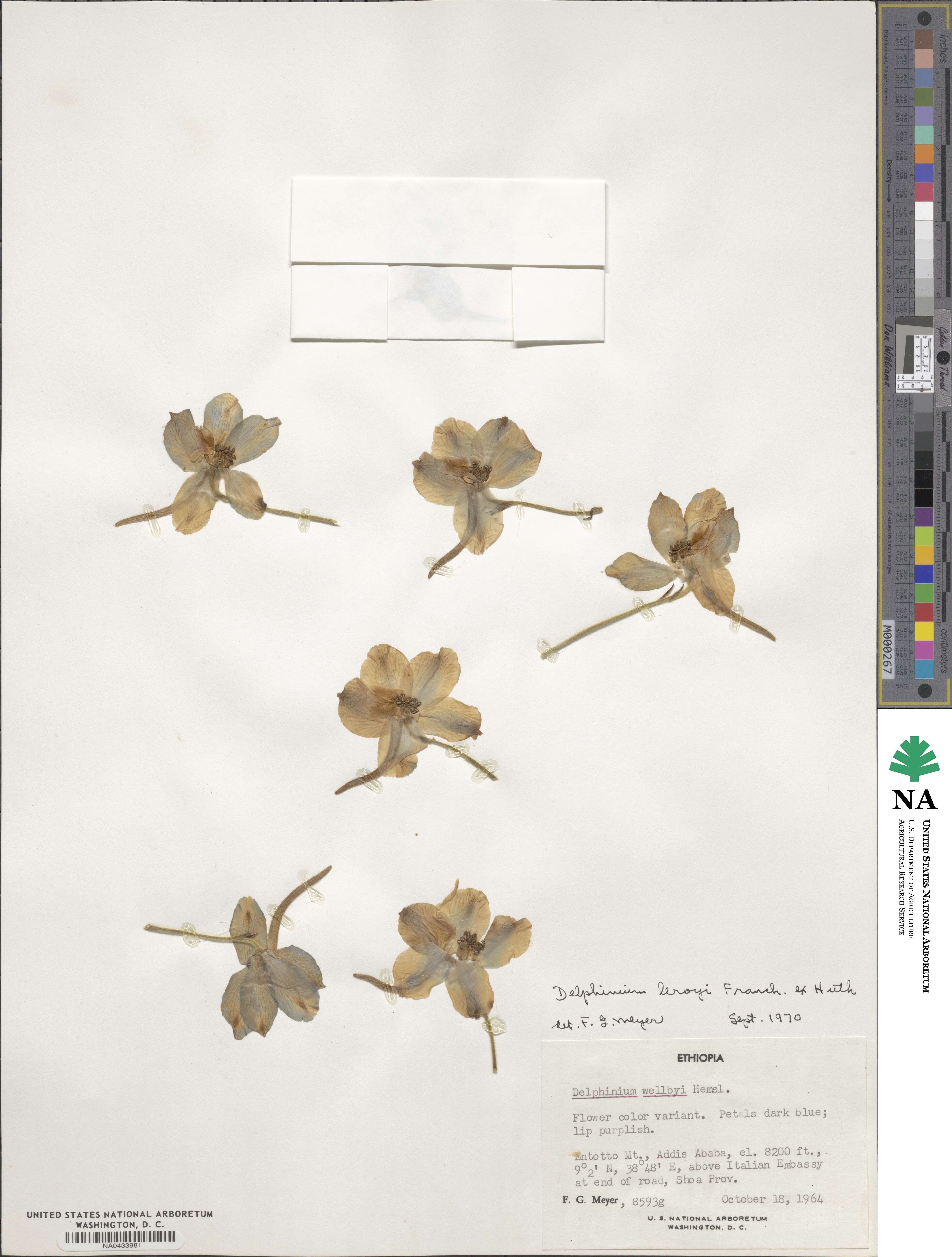 Delphinium leroyi image