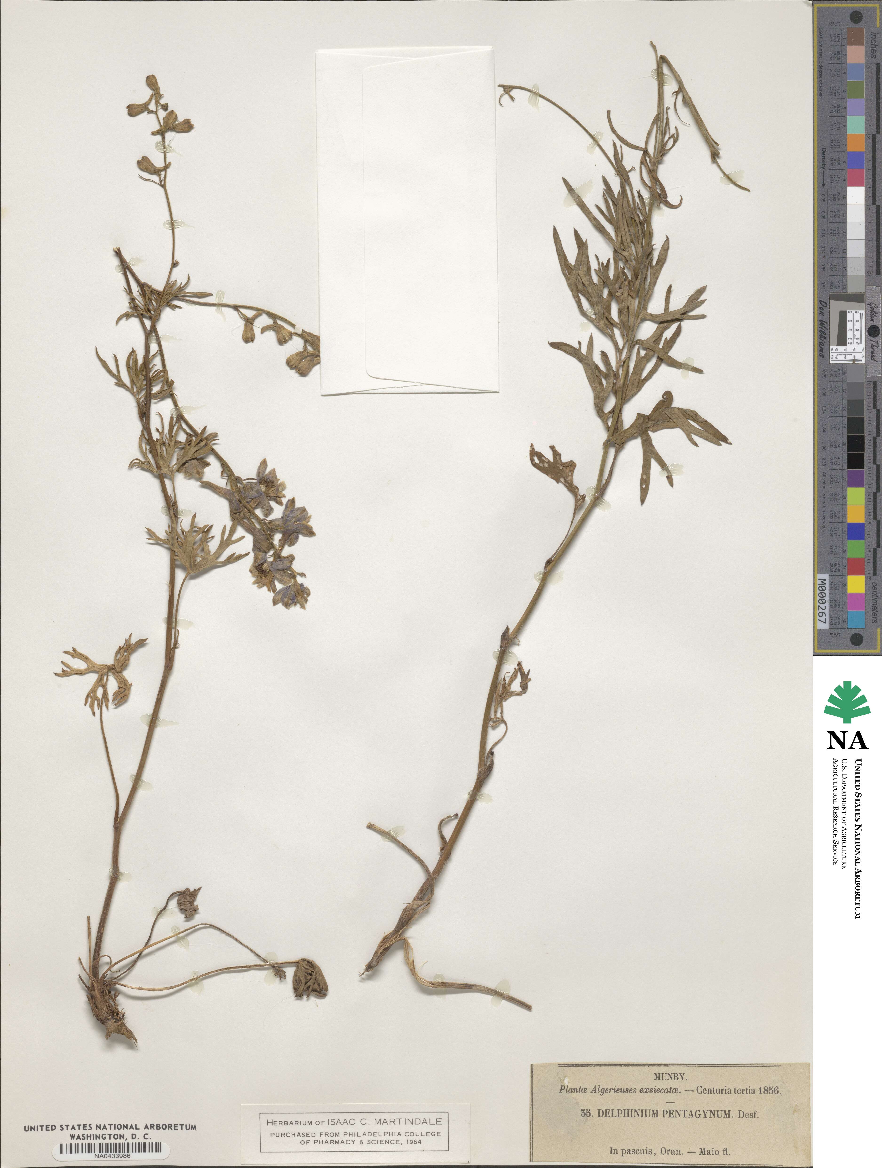 Delphinium pentagynum image