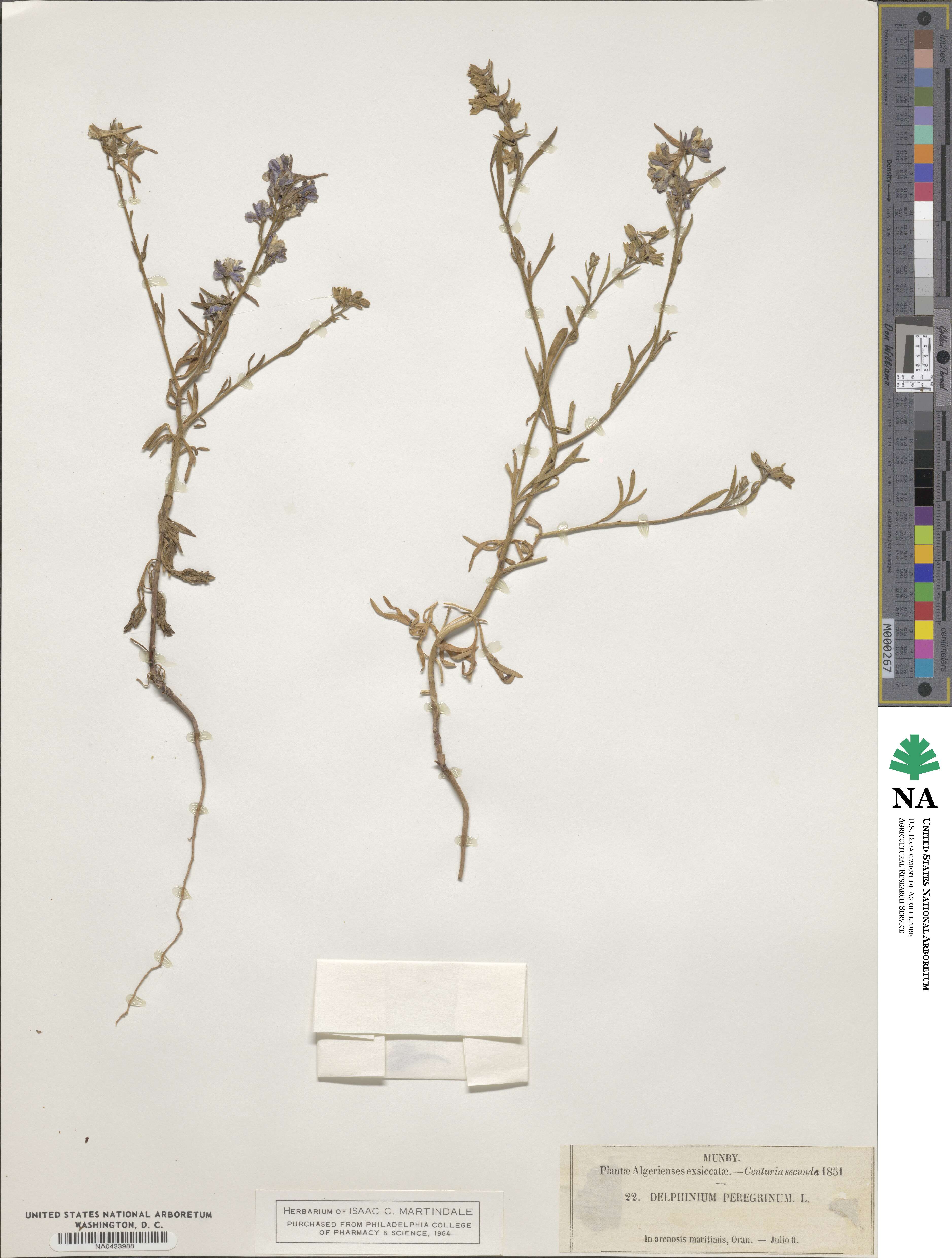 Delphinium peregrinum image