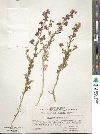 Delphinium orientale image