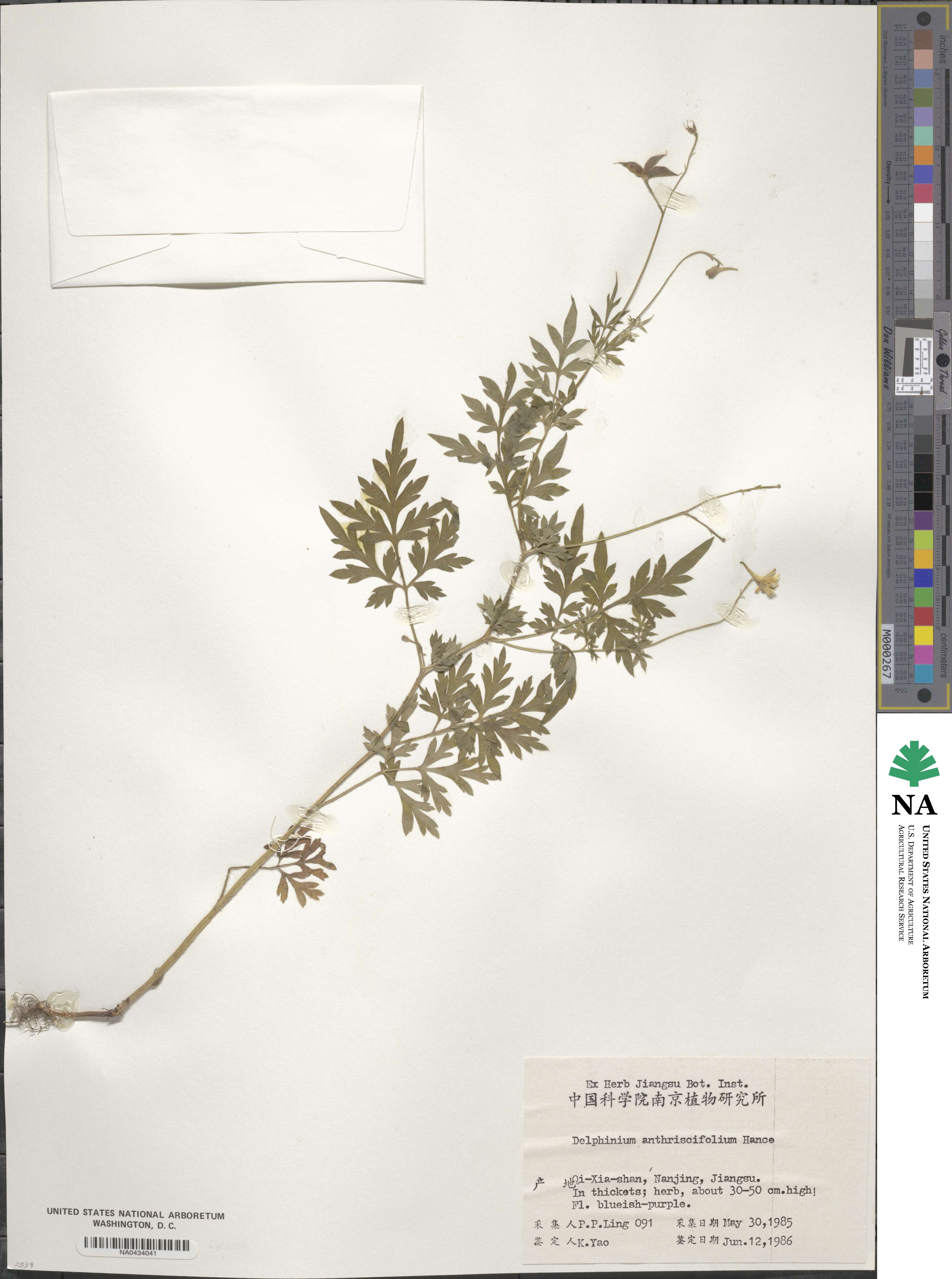 Delphinium anthriscifolium image