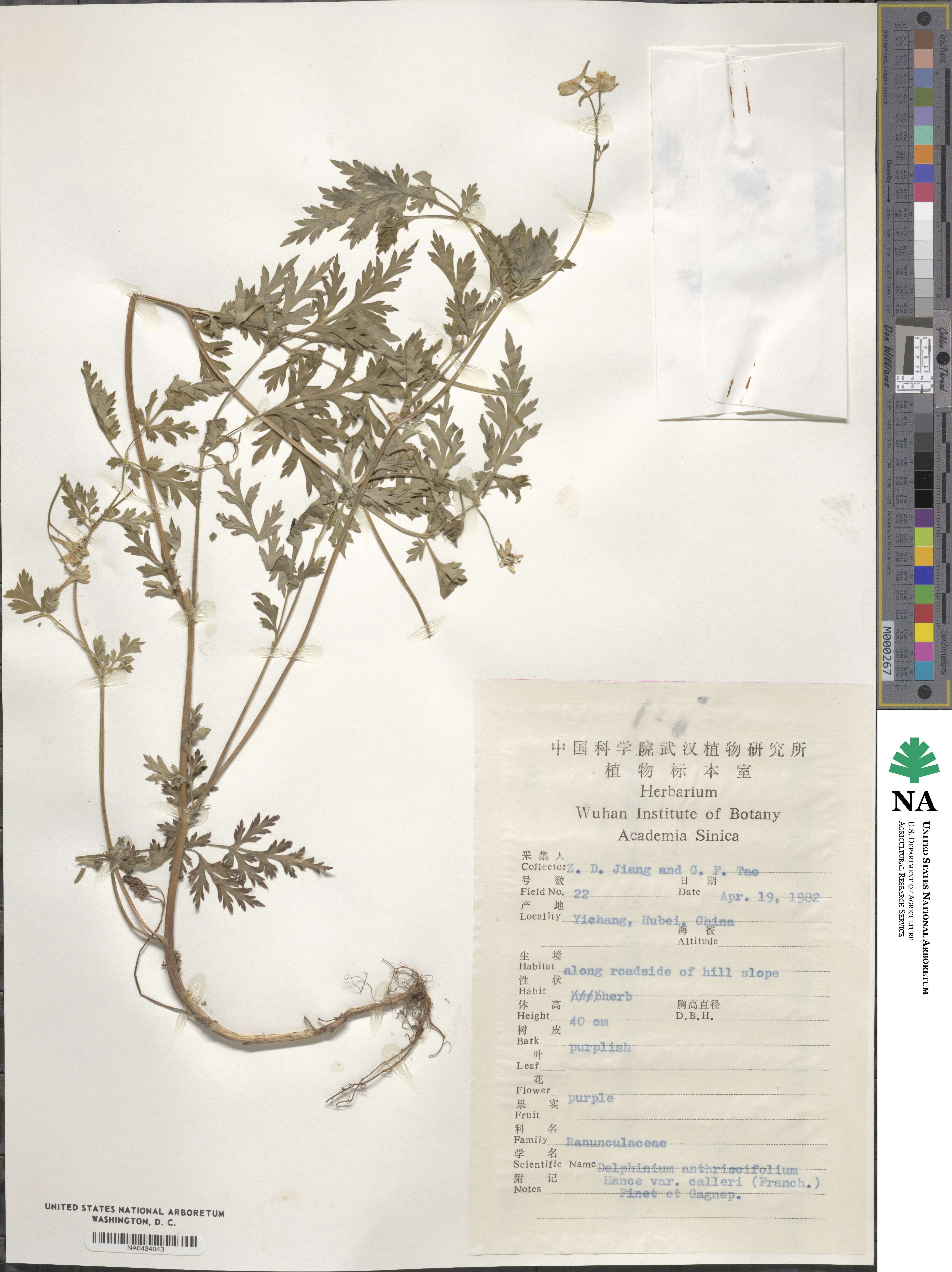 Delphinium anthriscifolium image