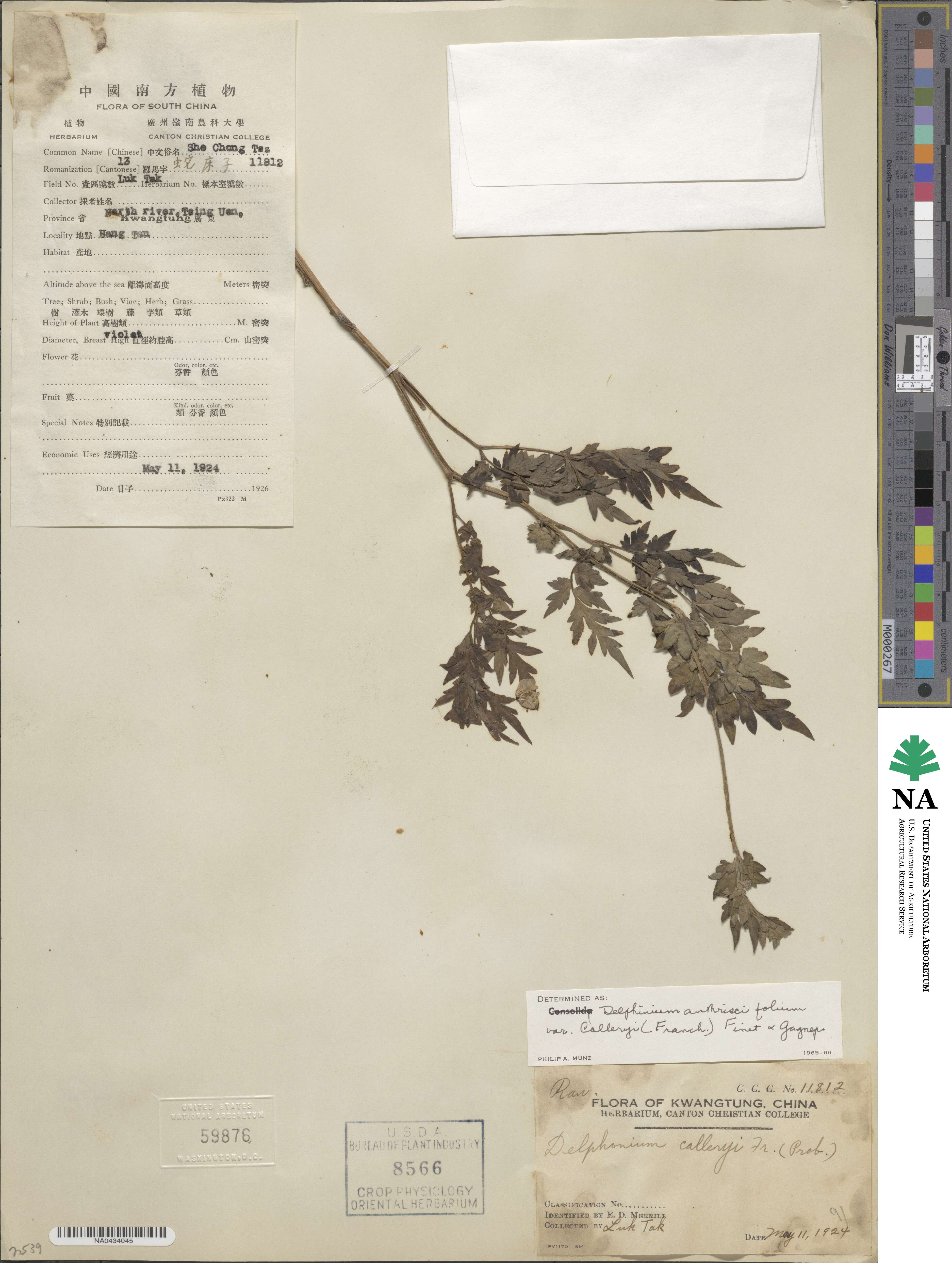 Delphinium anthriscifolium image