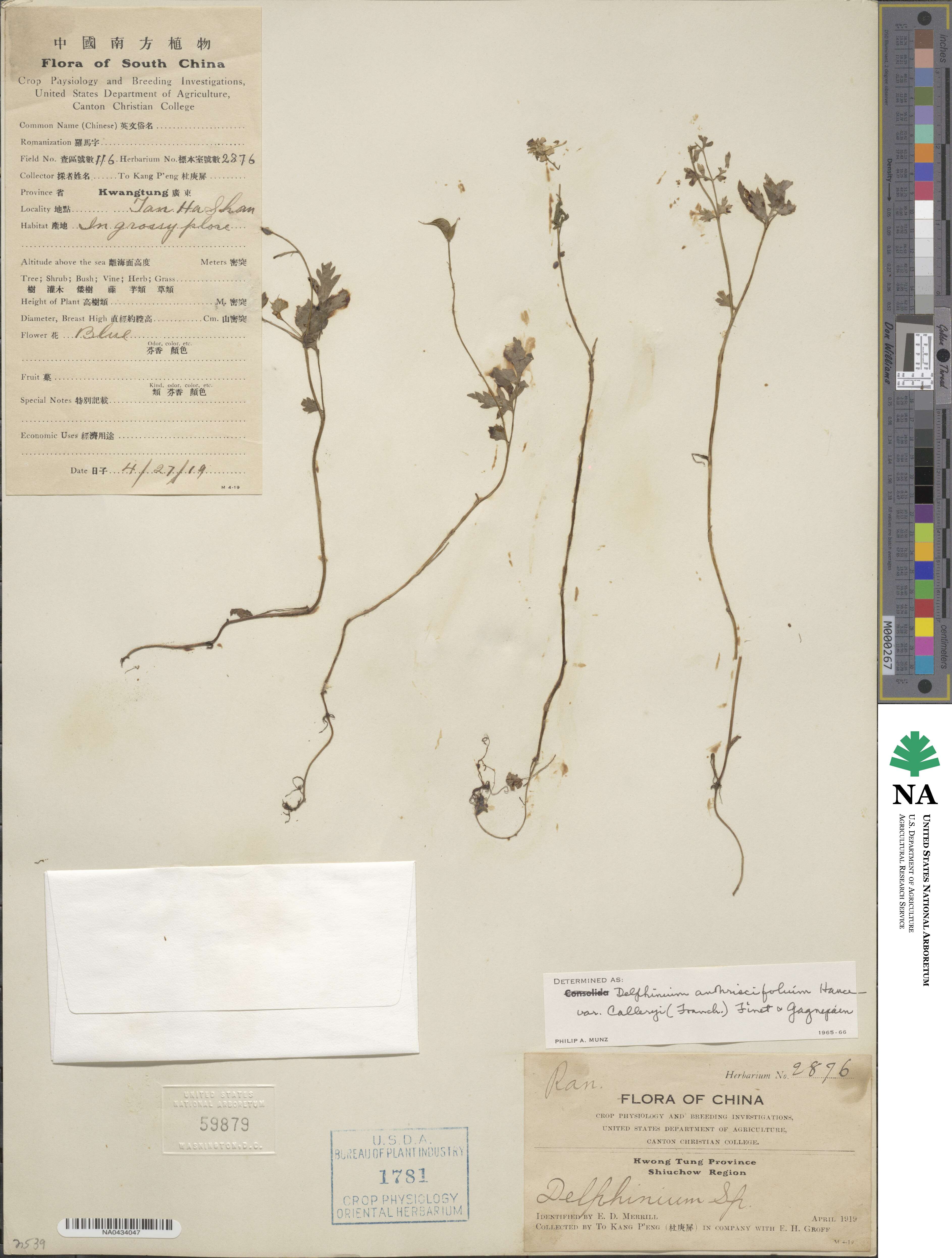 Delphinium anthriscifolium image