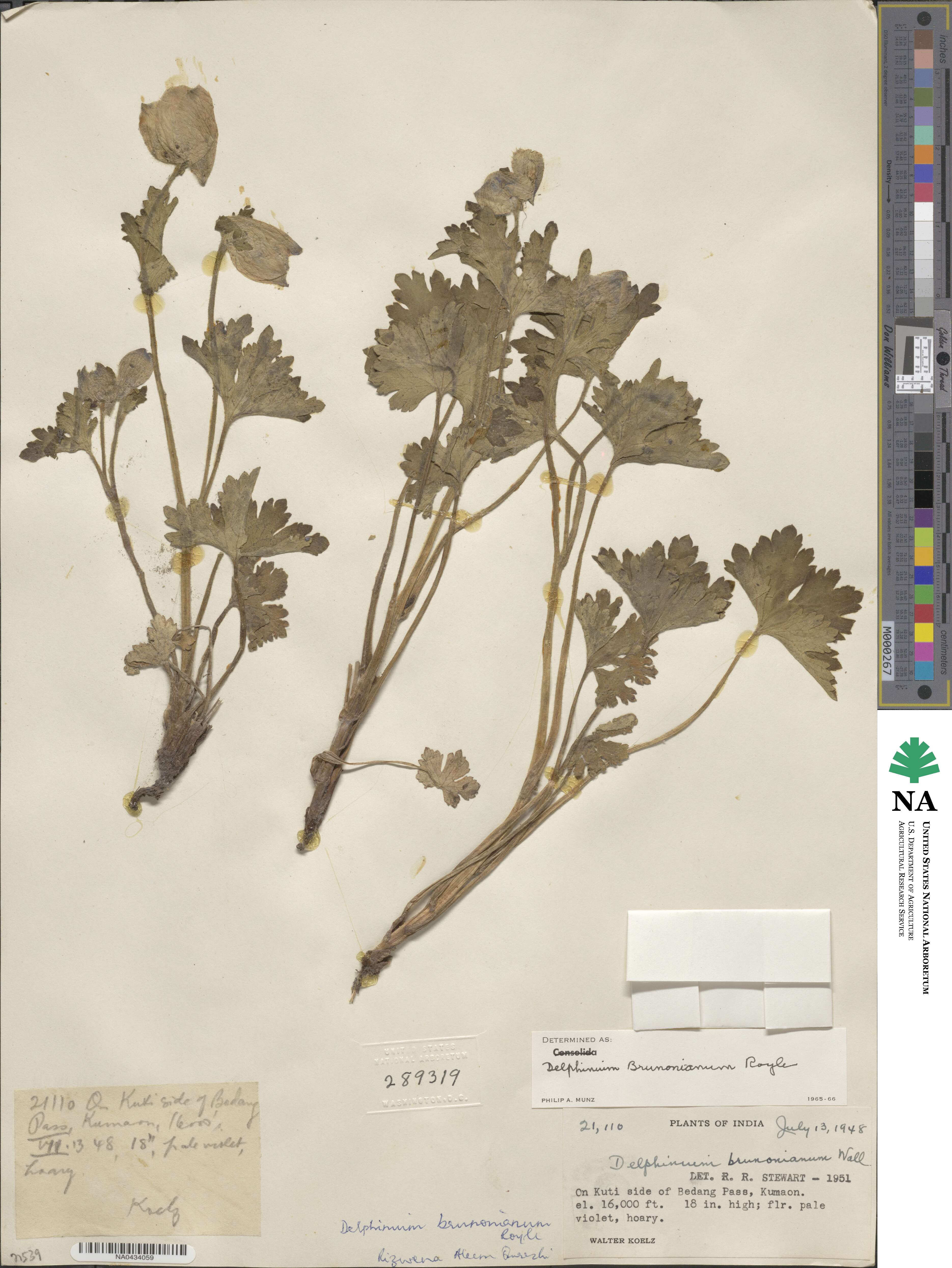 Delphinium brunonianum image