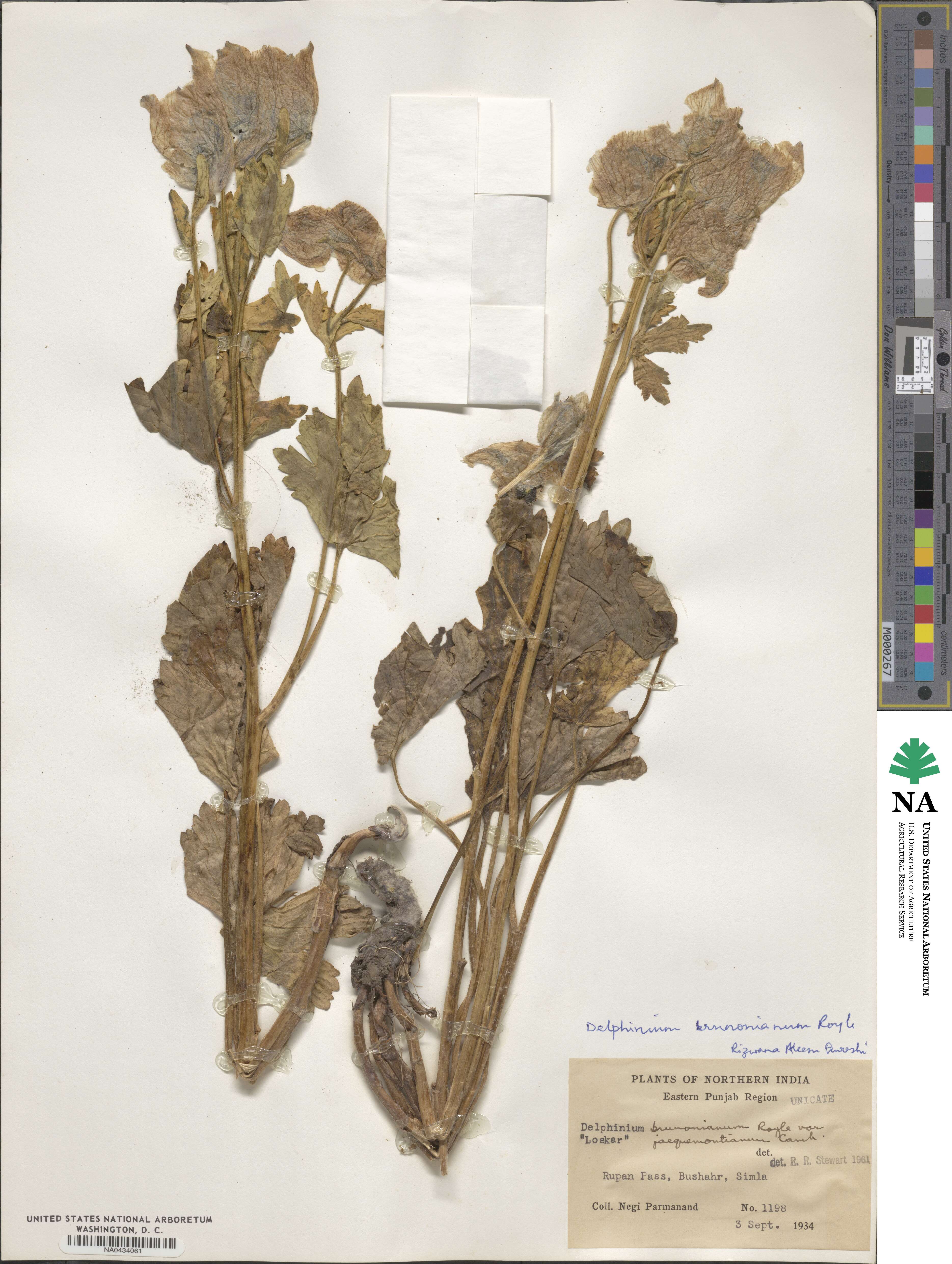 Delphinium brunonianum image
