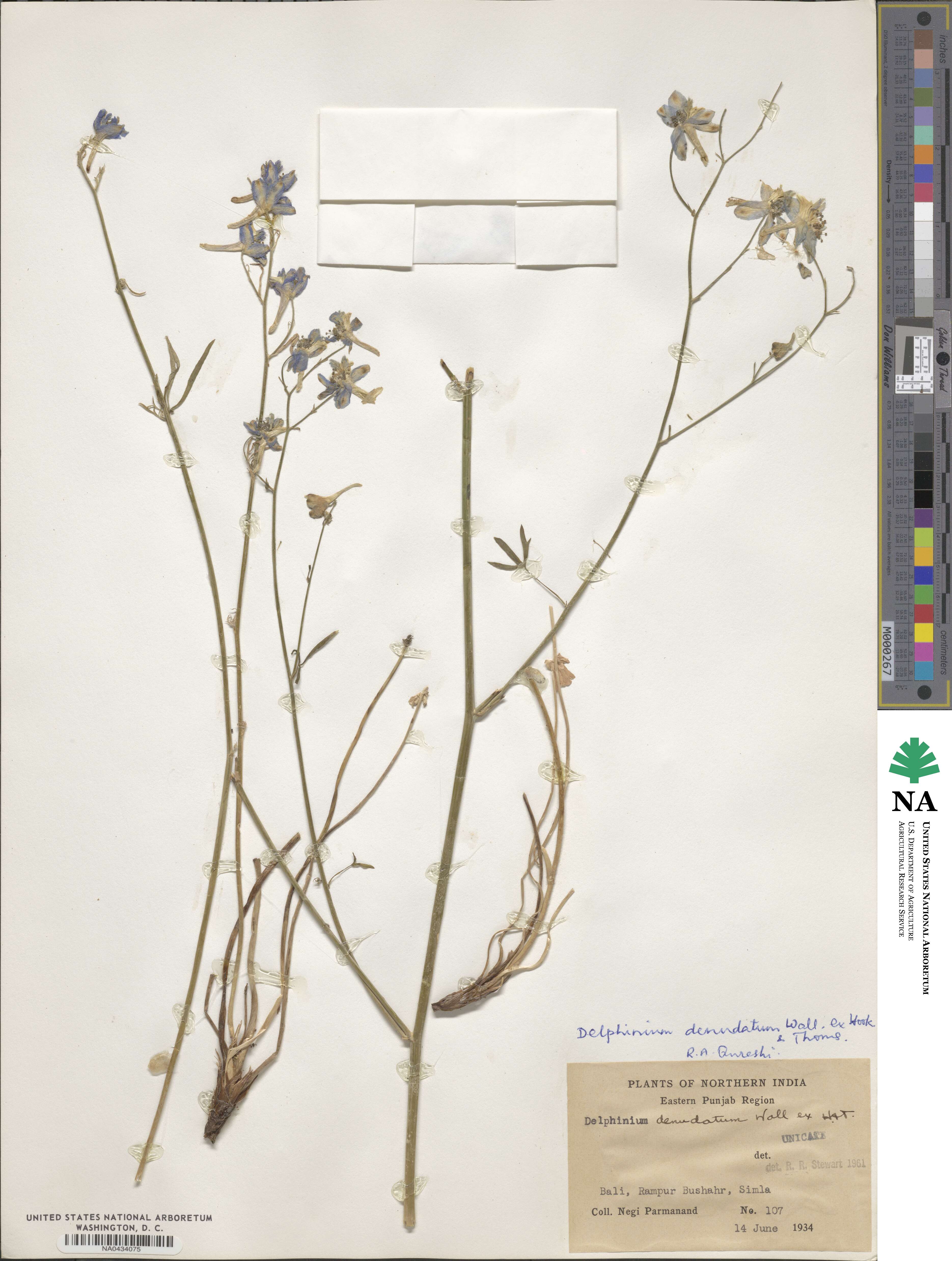 Delphinium denudatum image