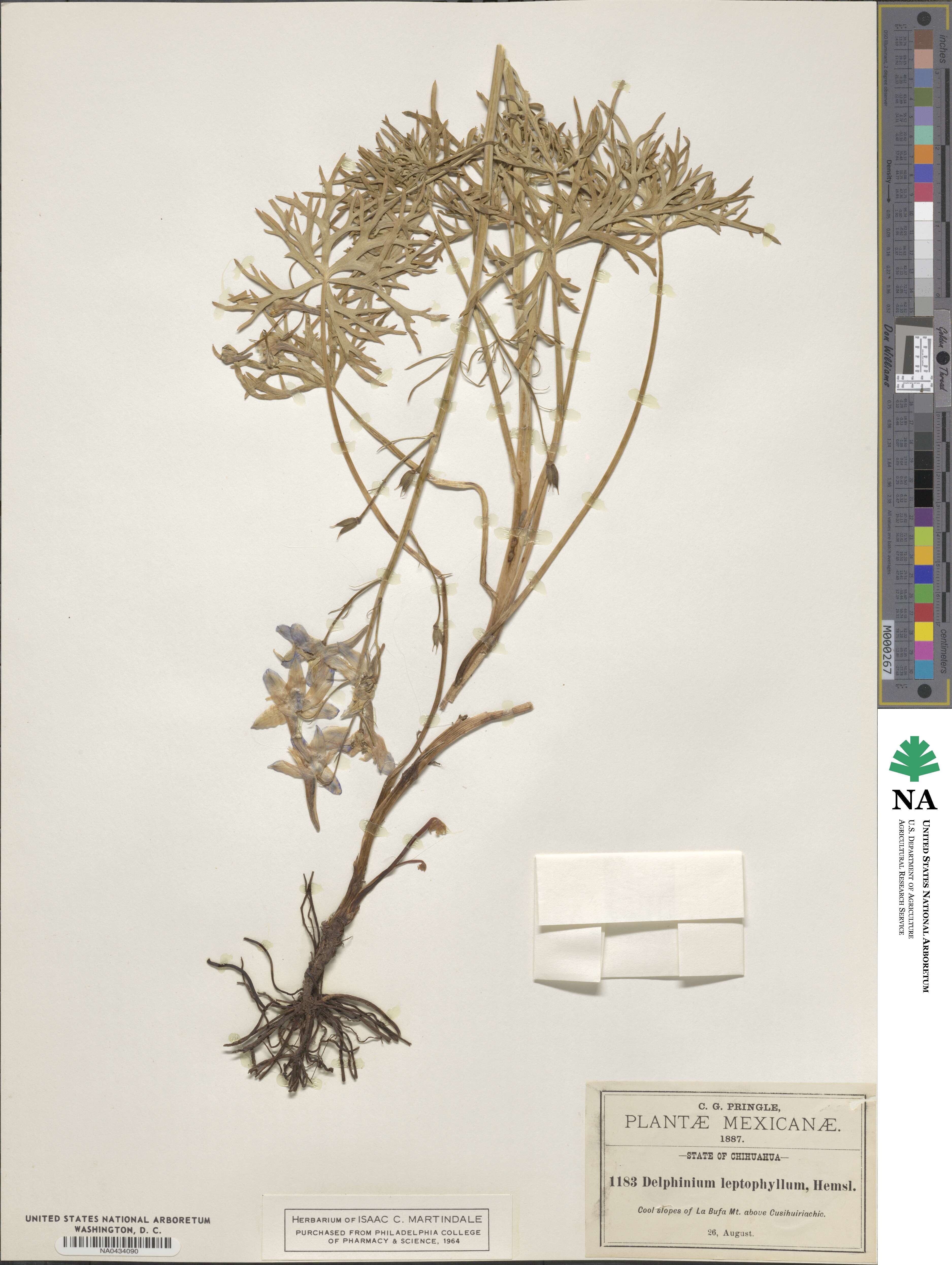 Delphinium leptophyllum image