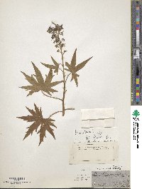 Delphinium elatum image