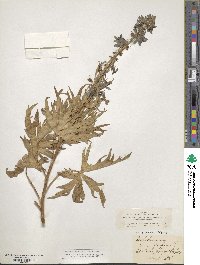 Delphinium elatum image
