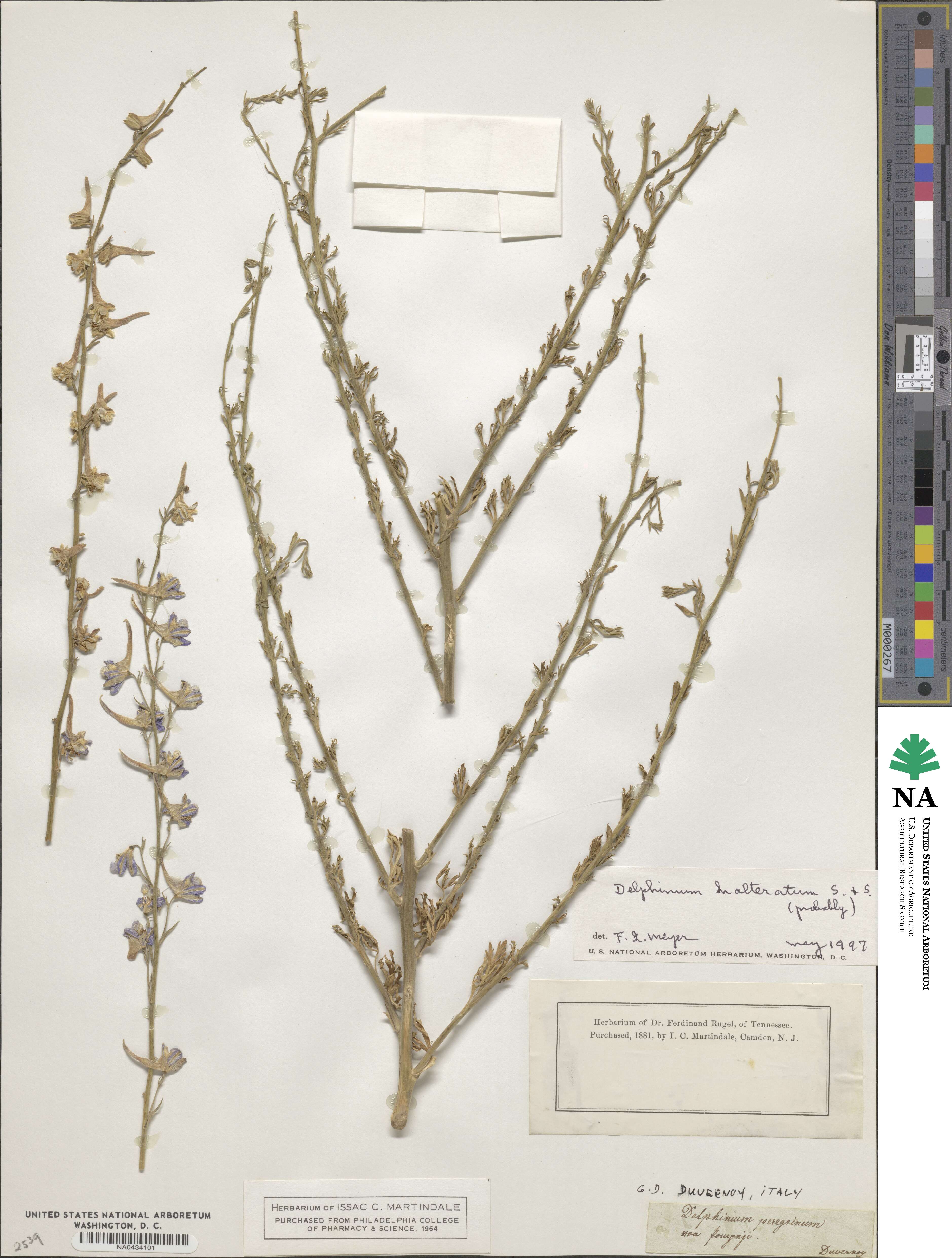 Delphinium halteratum image