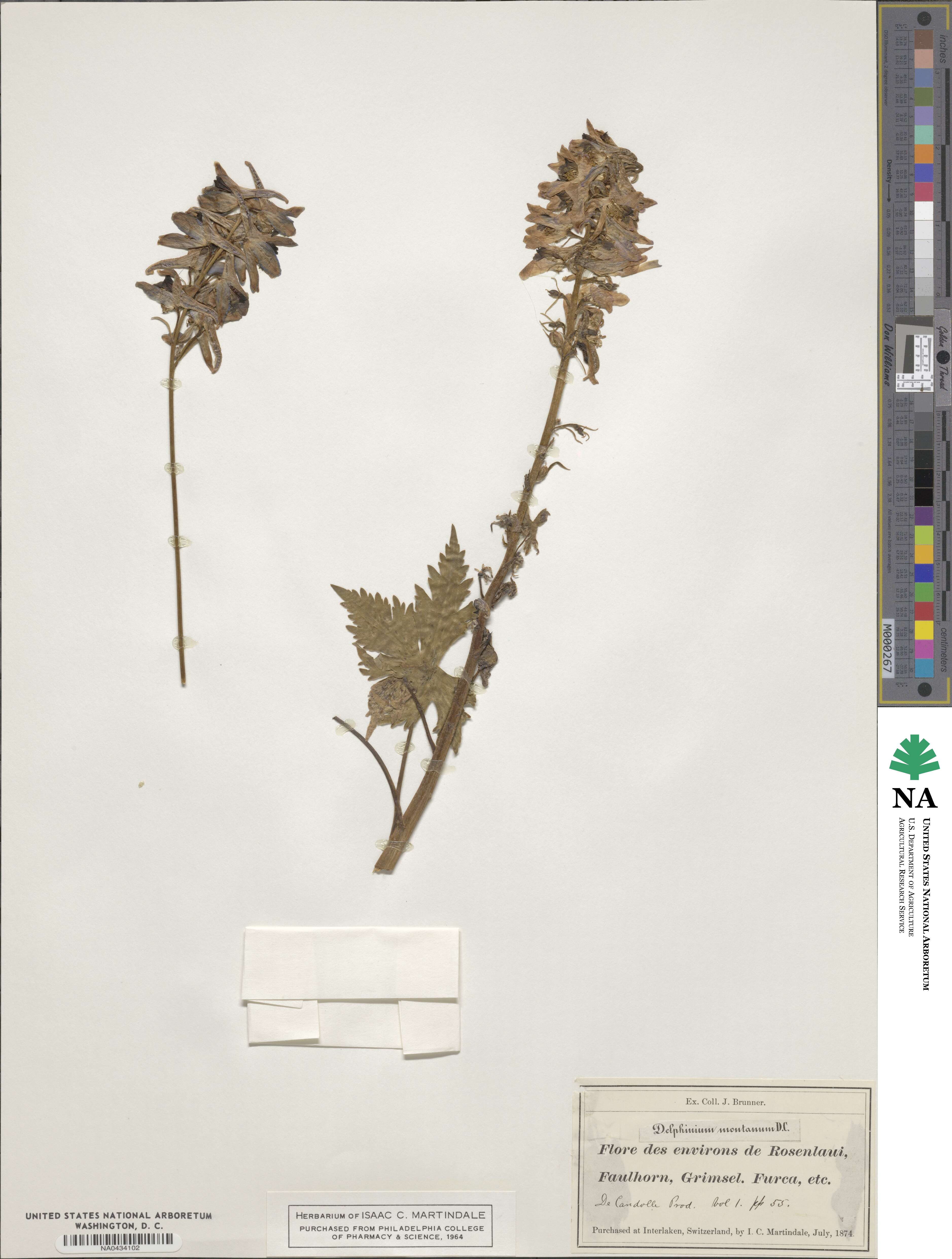 Delphinium montanum image