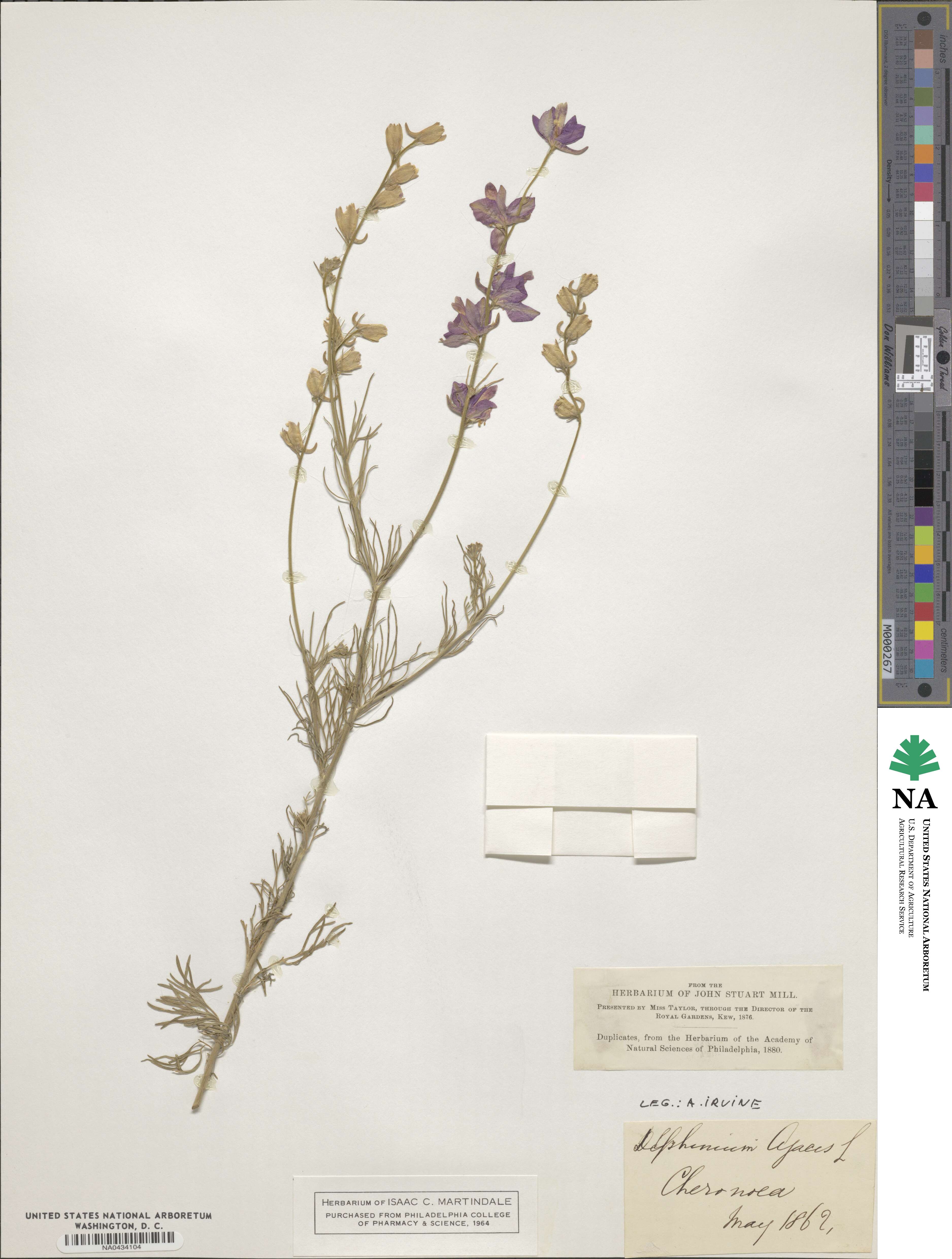 Delphinium orientale image