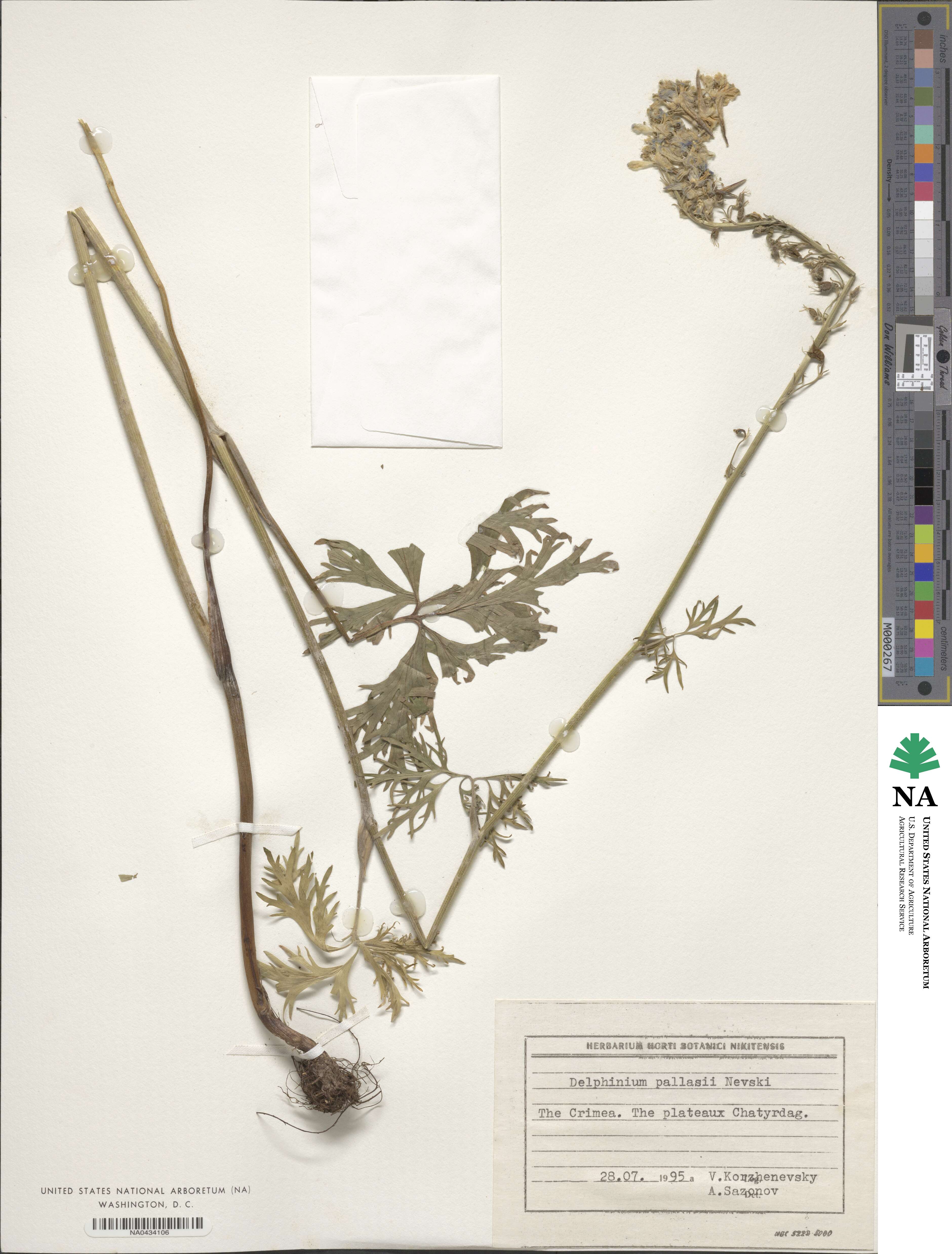 Delphinium fissum subsp. fissum image