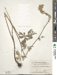 Delphinium fissum image