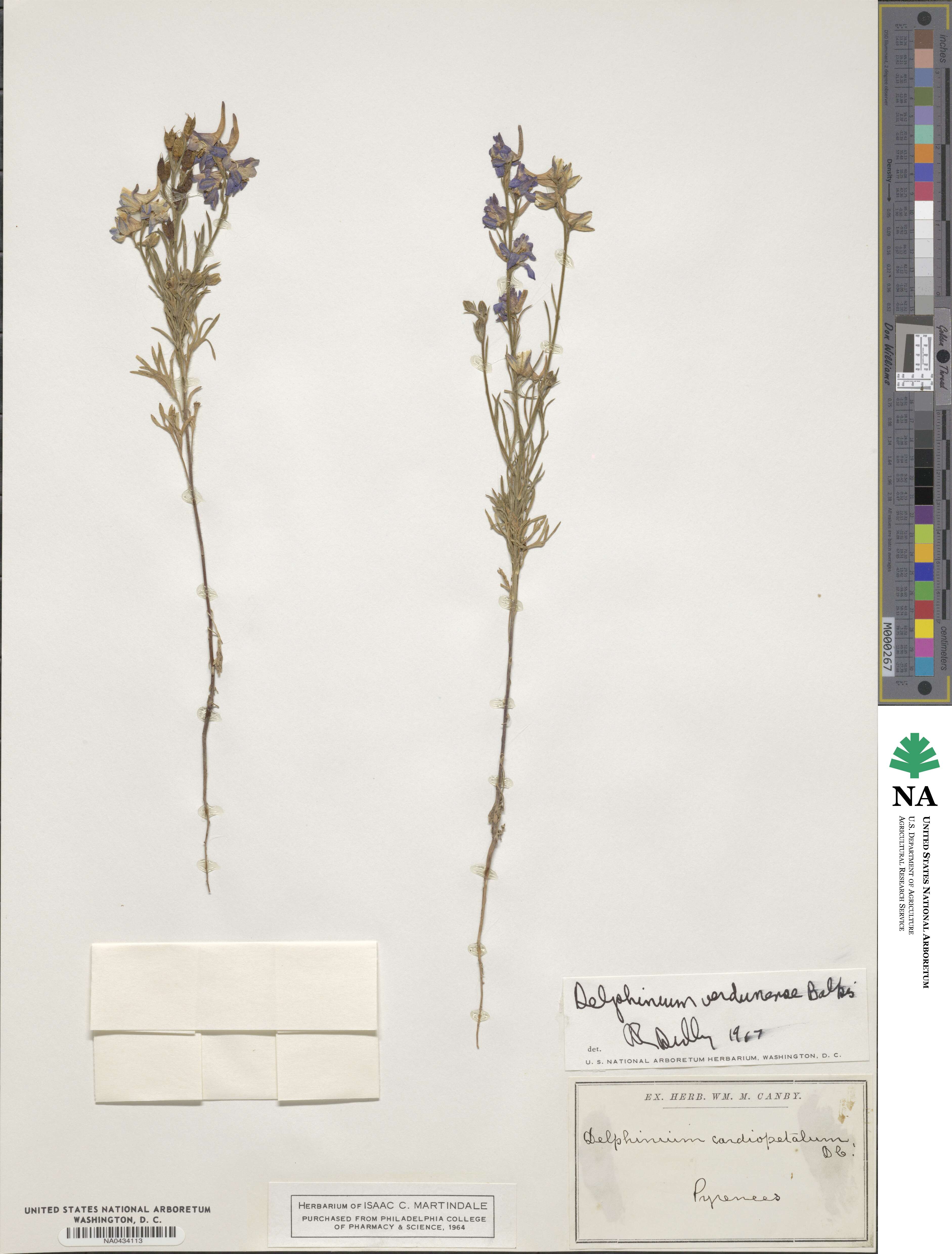 Delphinium halteratum subsp. verdunense image