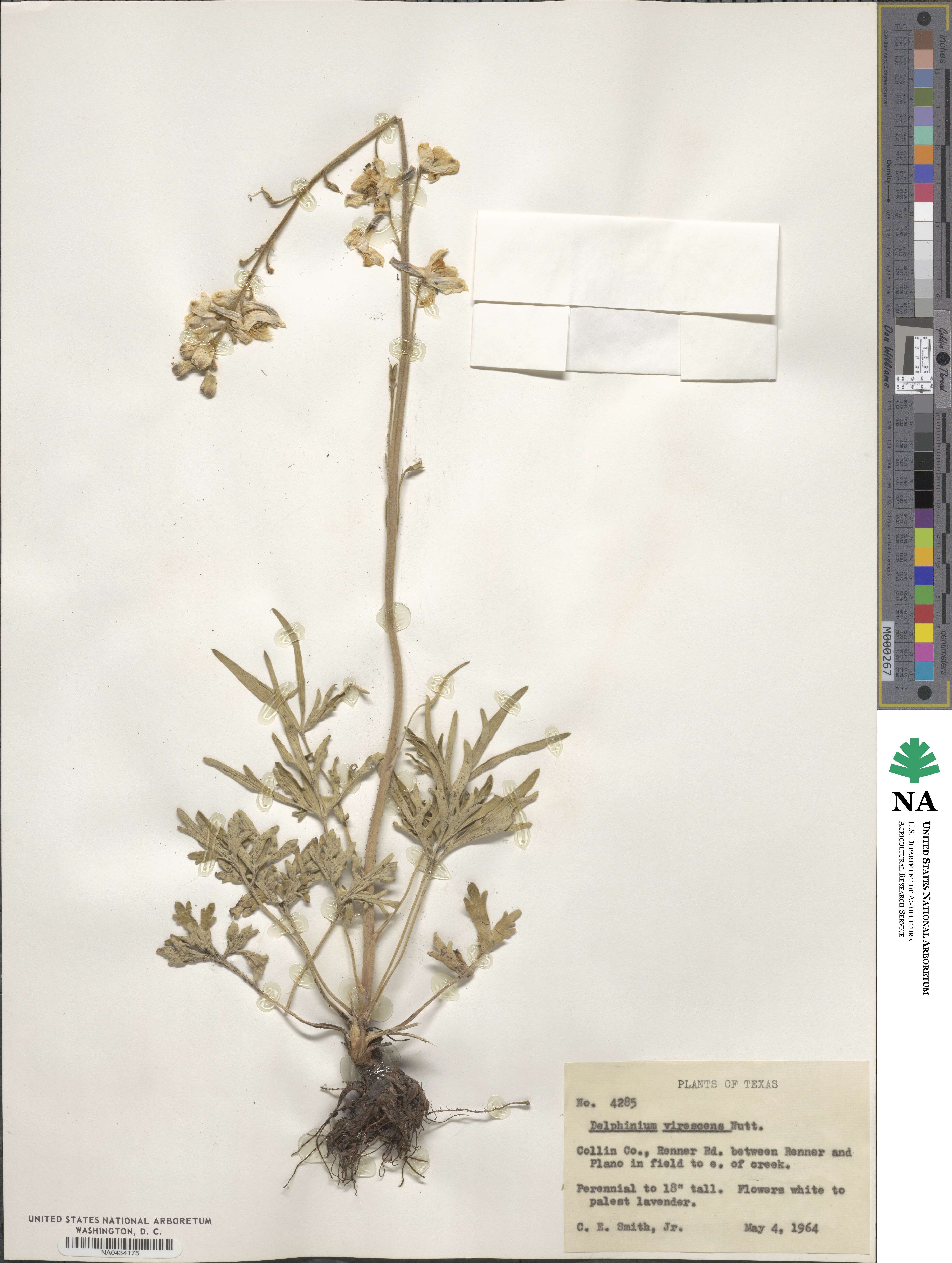 Delphinium carolinianum image