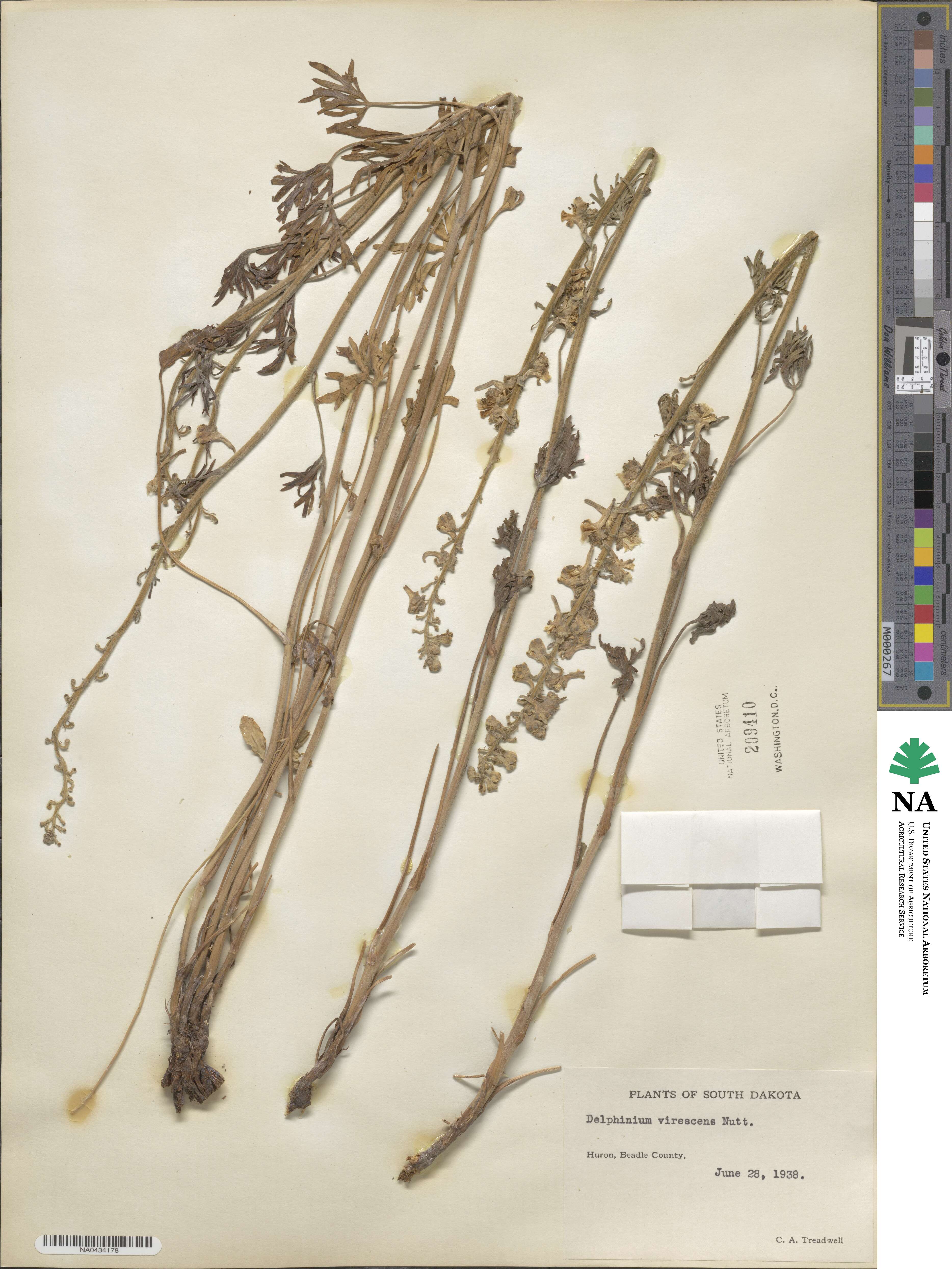 Delphinium carolinianum image