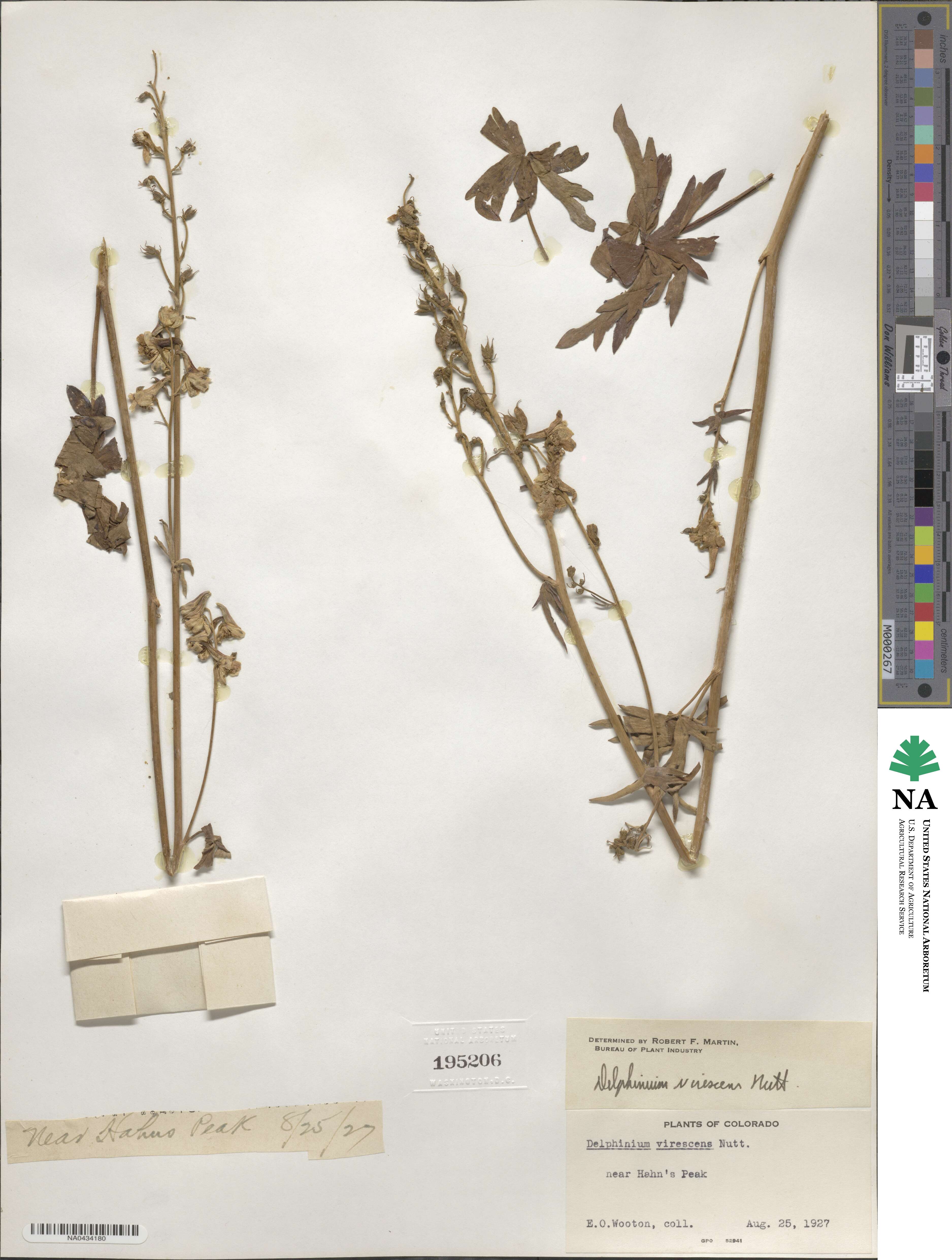 Delphinium carolinianum subsp. virescens image