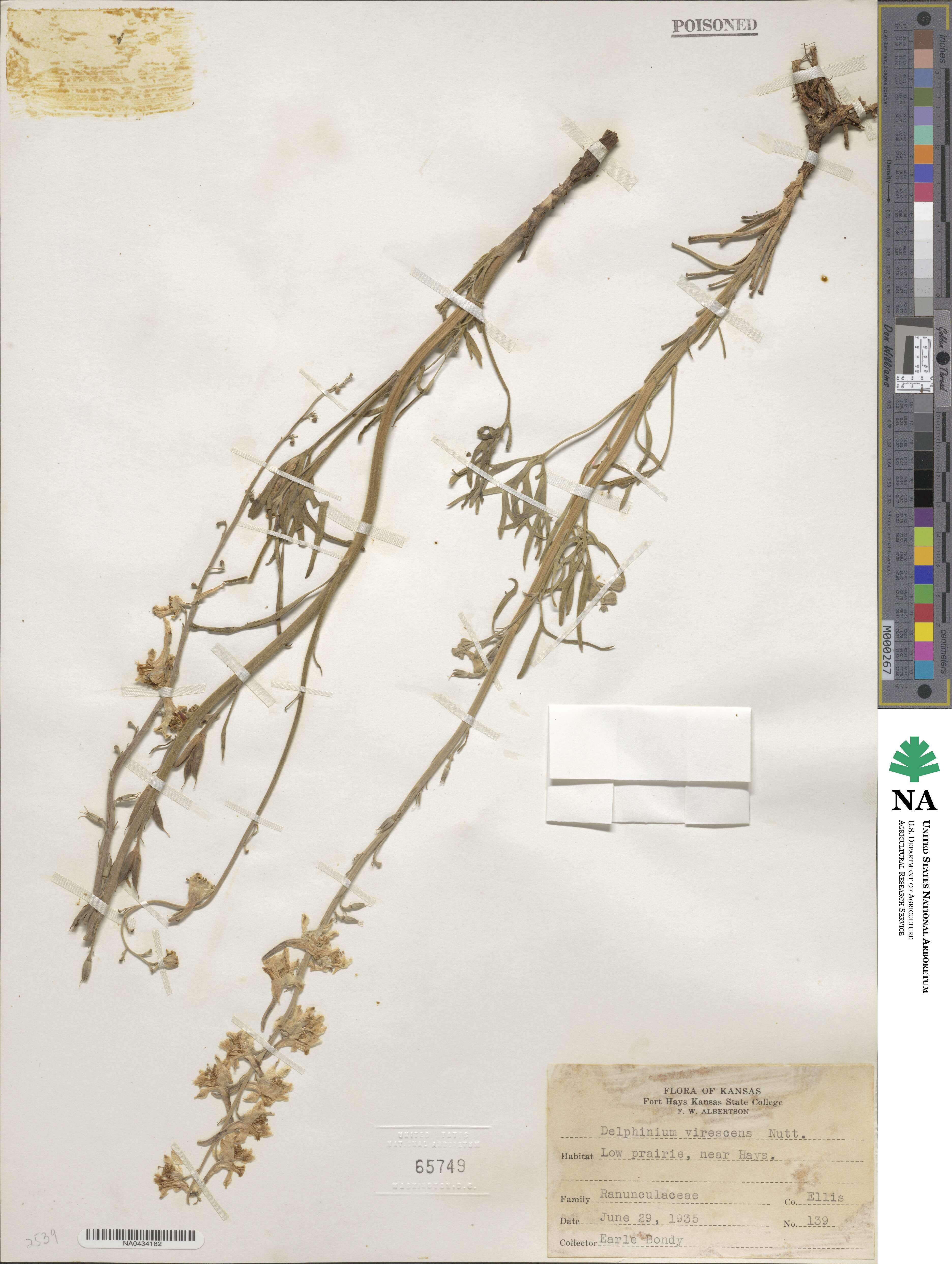 Delphinium carolinianum subsp. virescens image