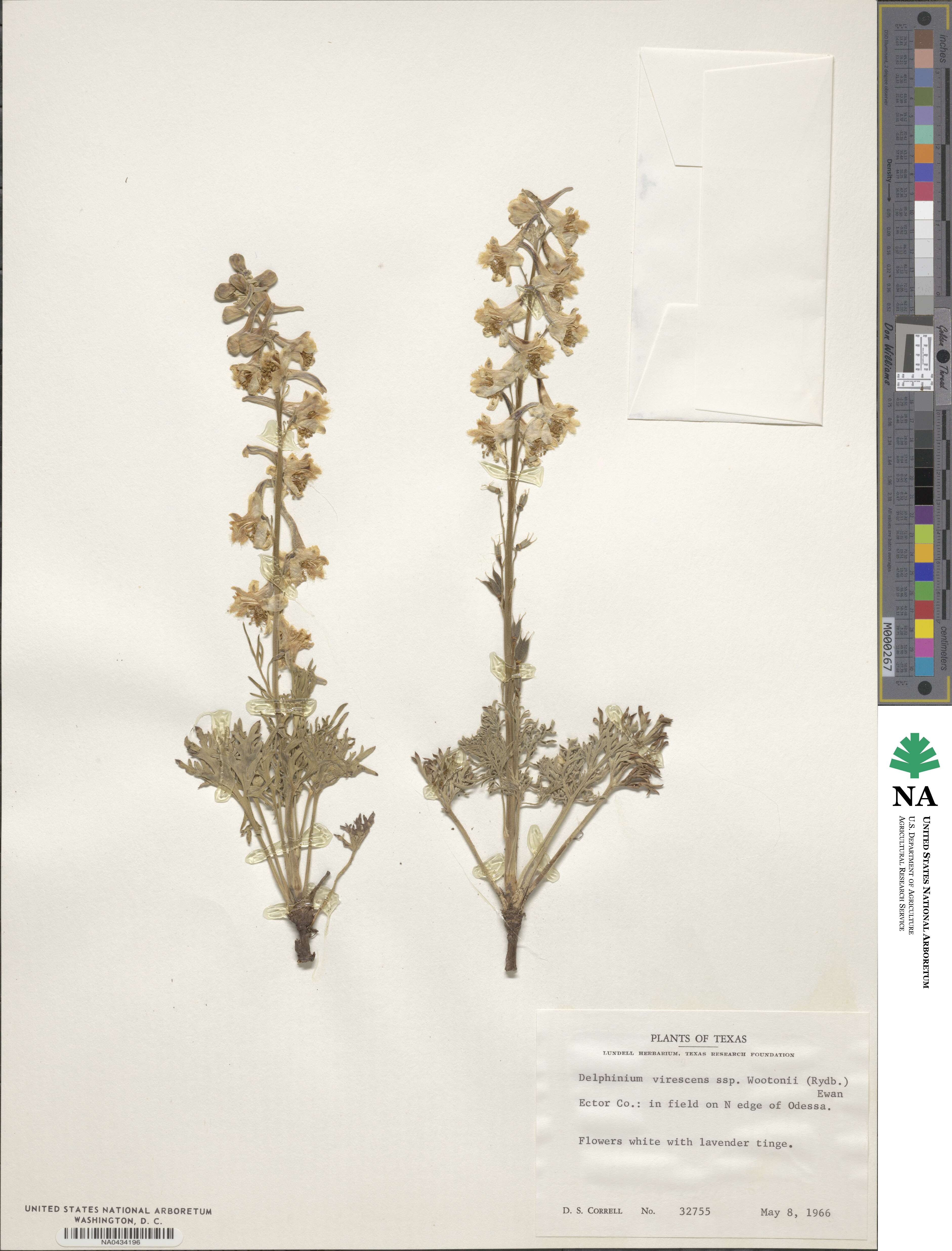 Delphinium wootonii image