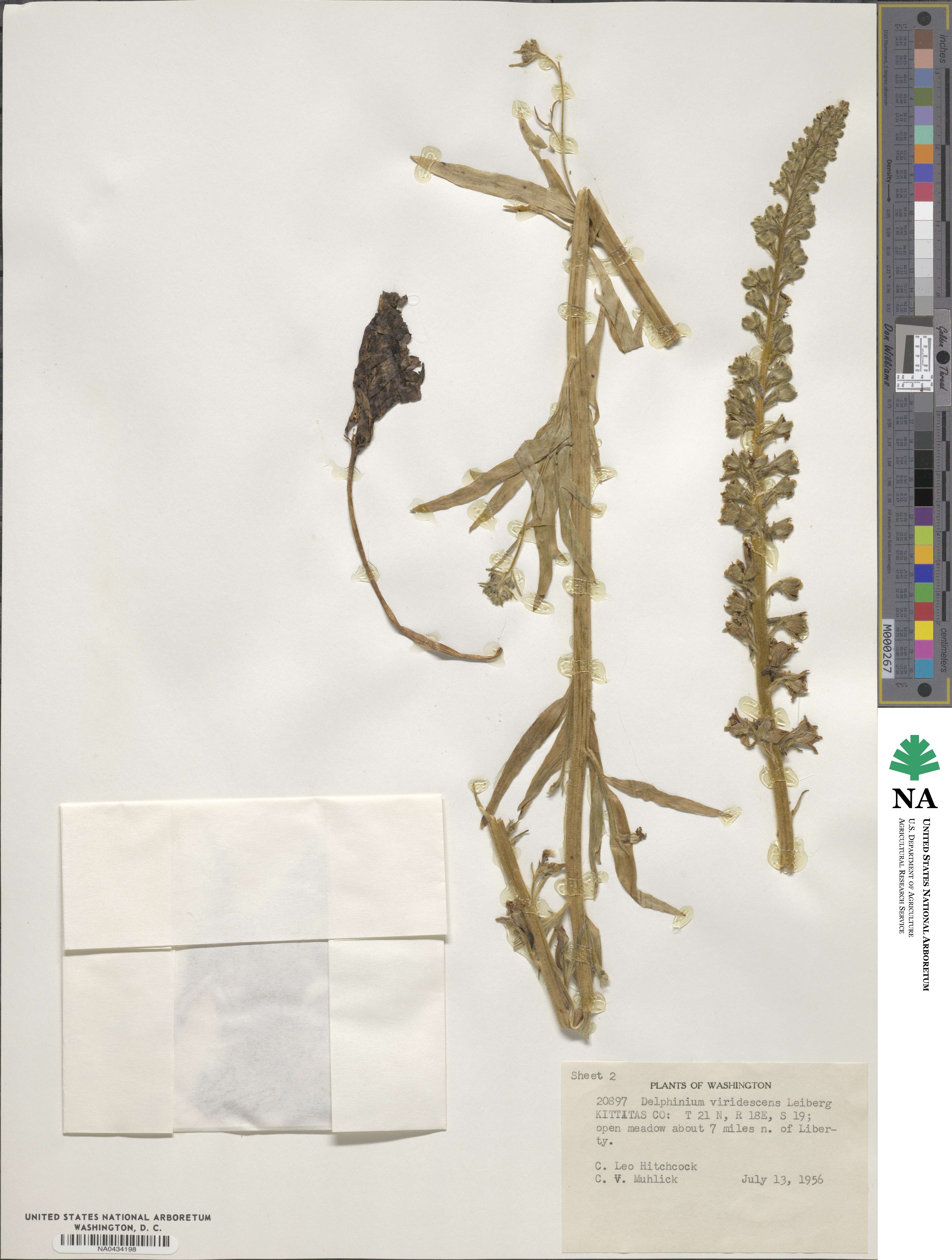 Delphinium viridescens image