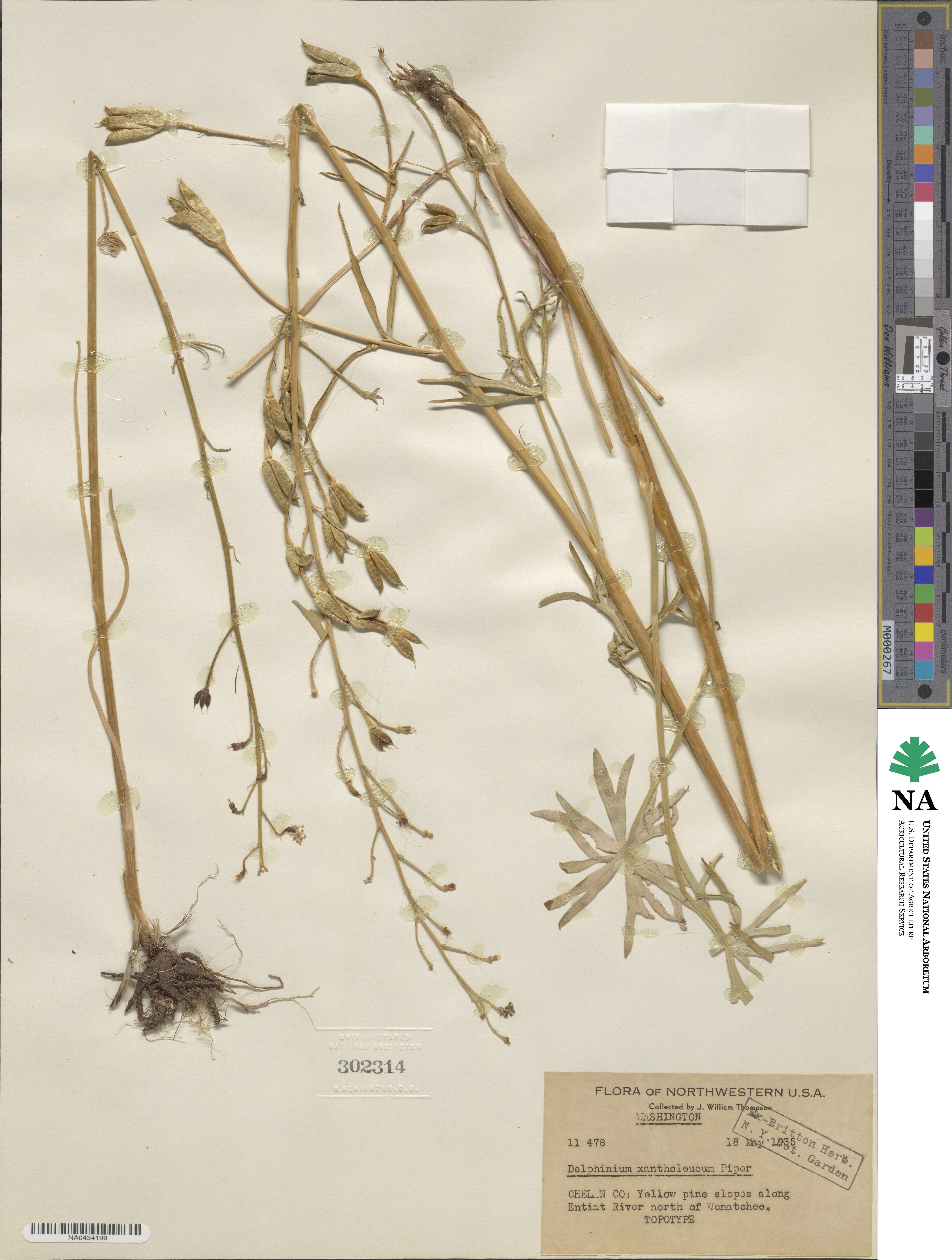 Delphinium xantholeucum image