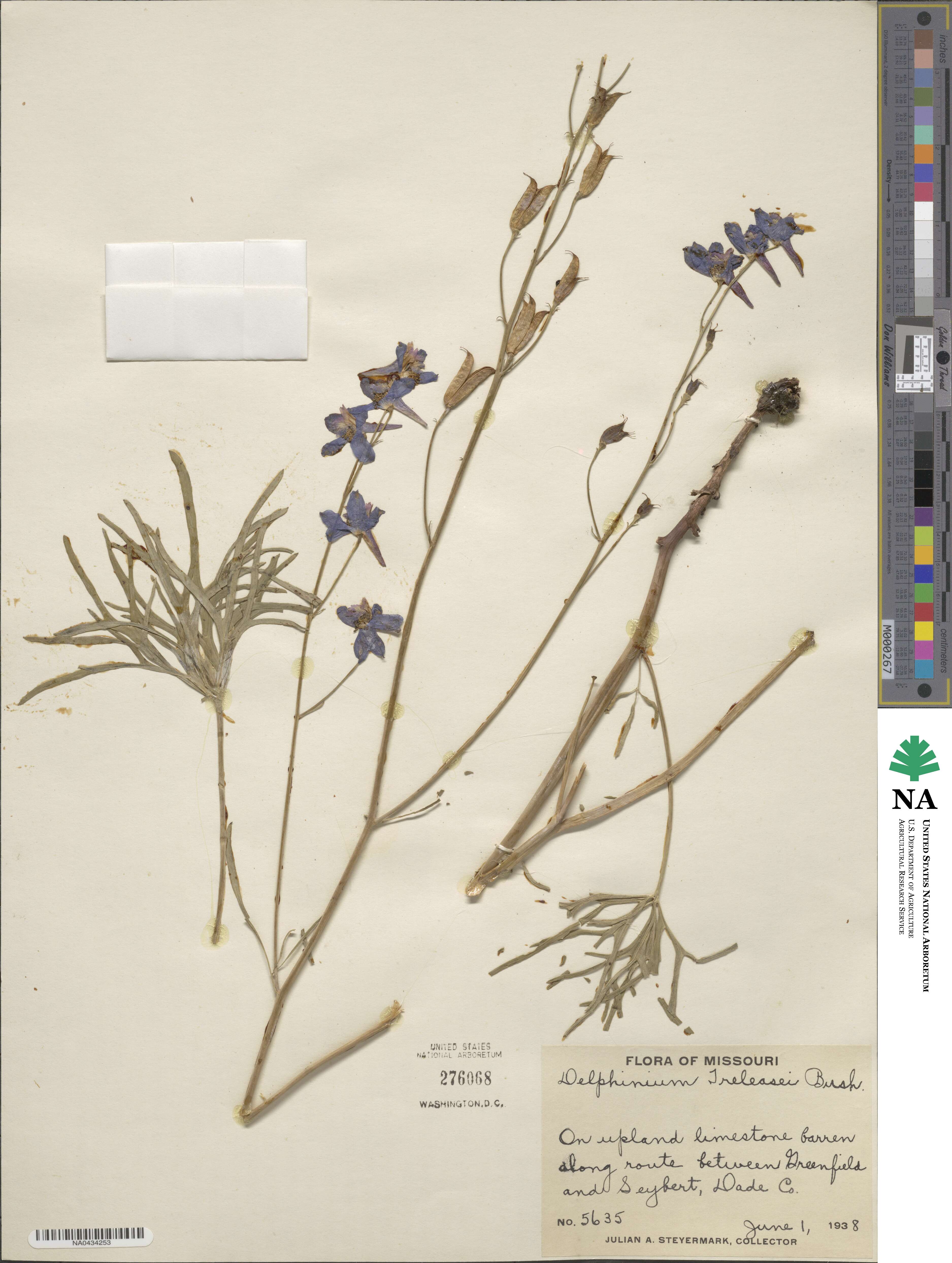 Delphinium treleasei image