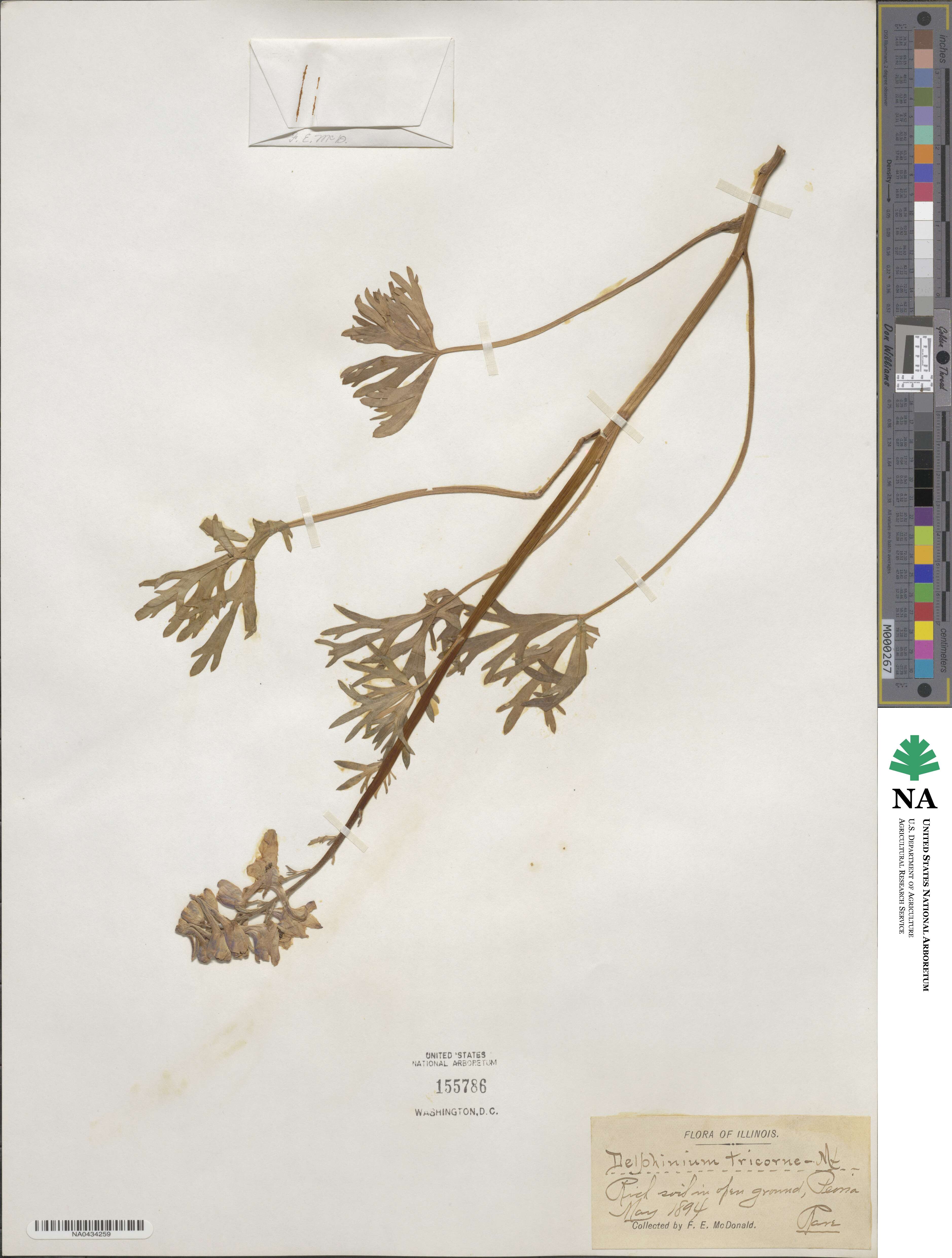 Delphinium tricorne image