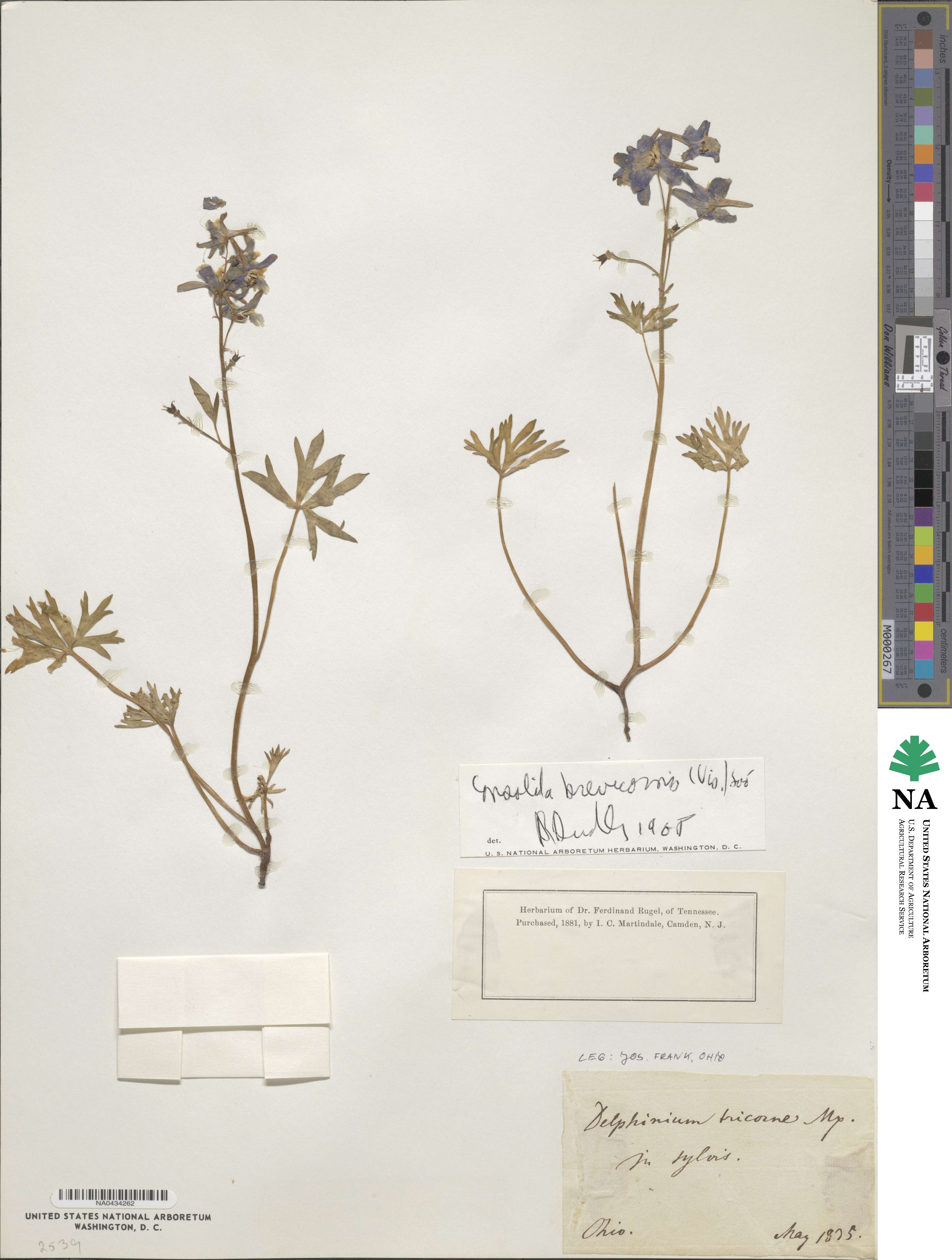 Delphinium tricorne image