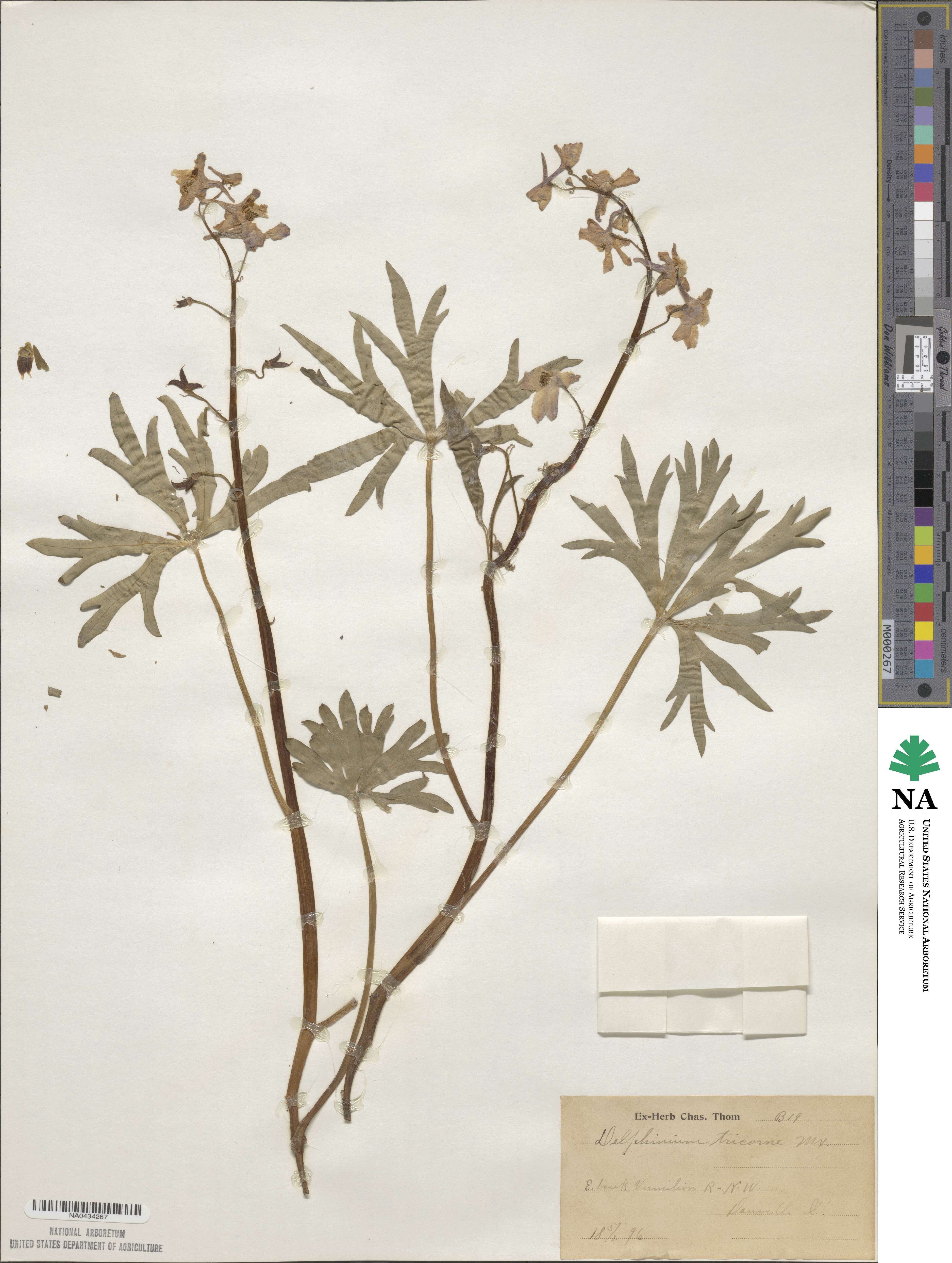 Delphinium tricorne image