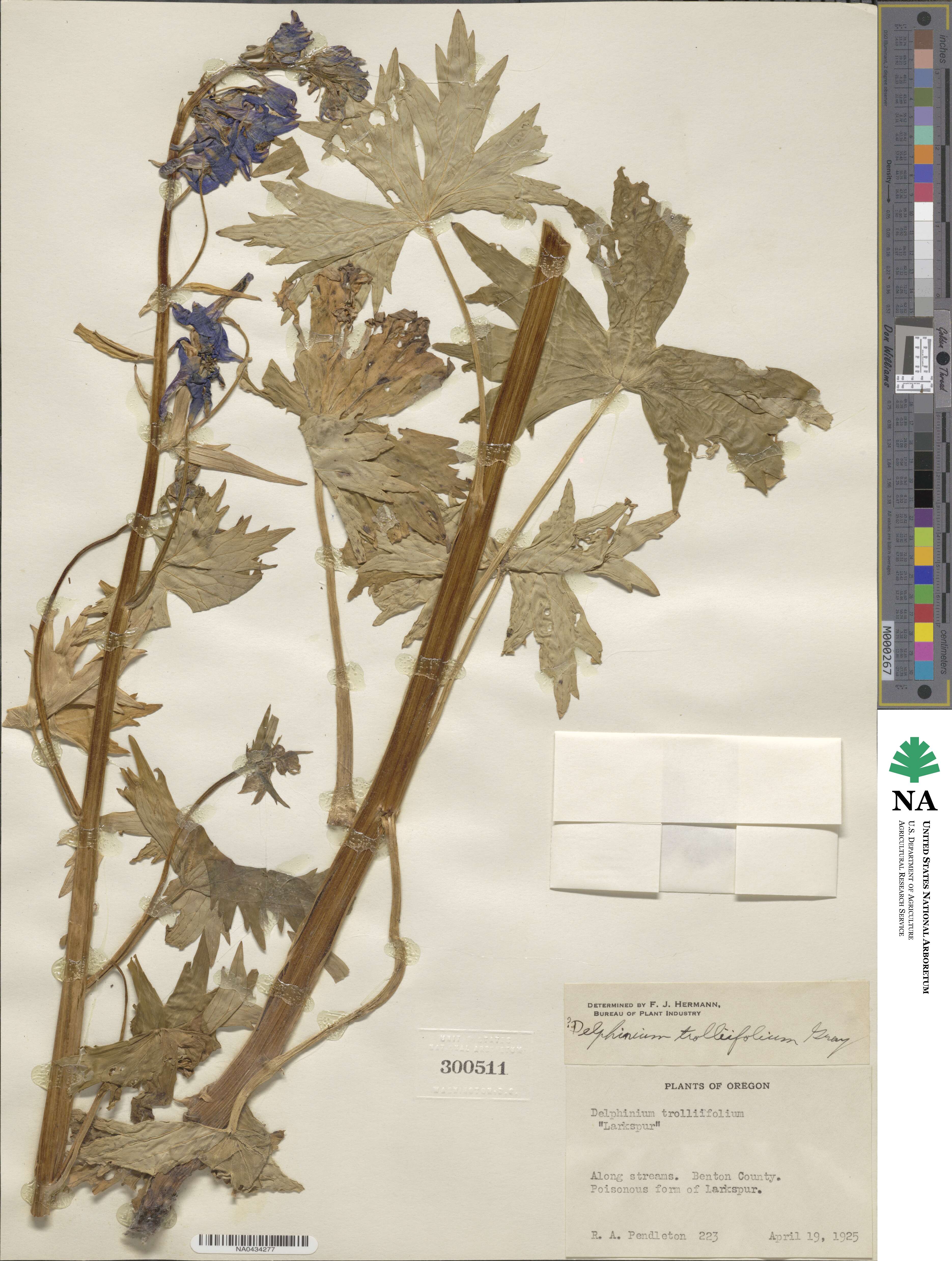 Delphinium trolliifolium image