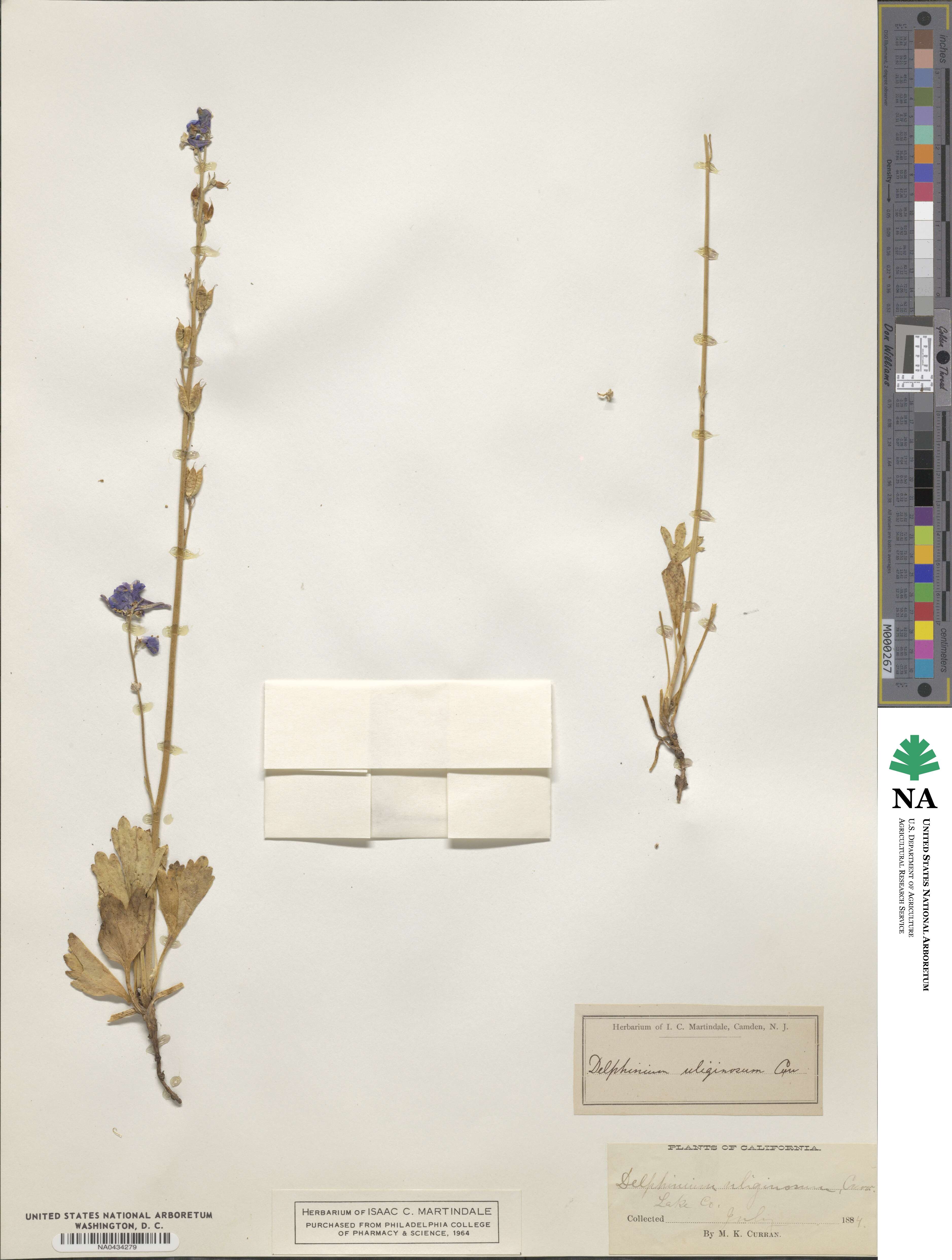 Delphinium uliginosum image