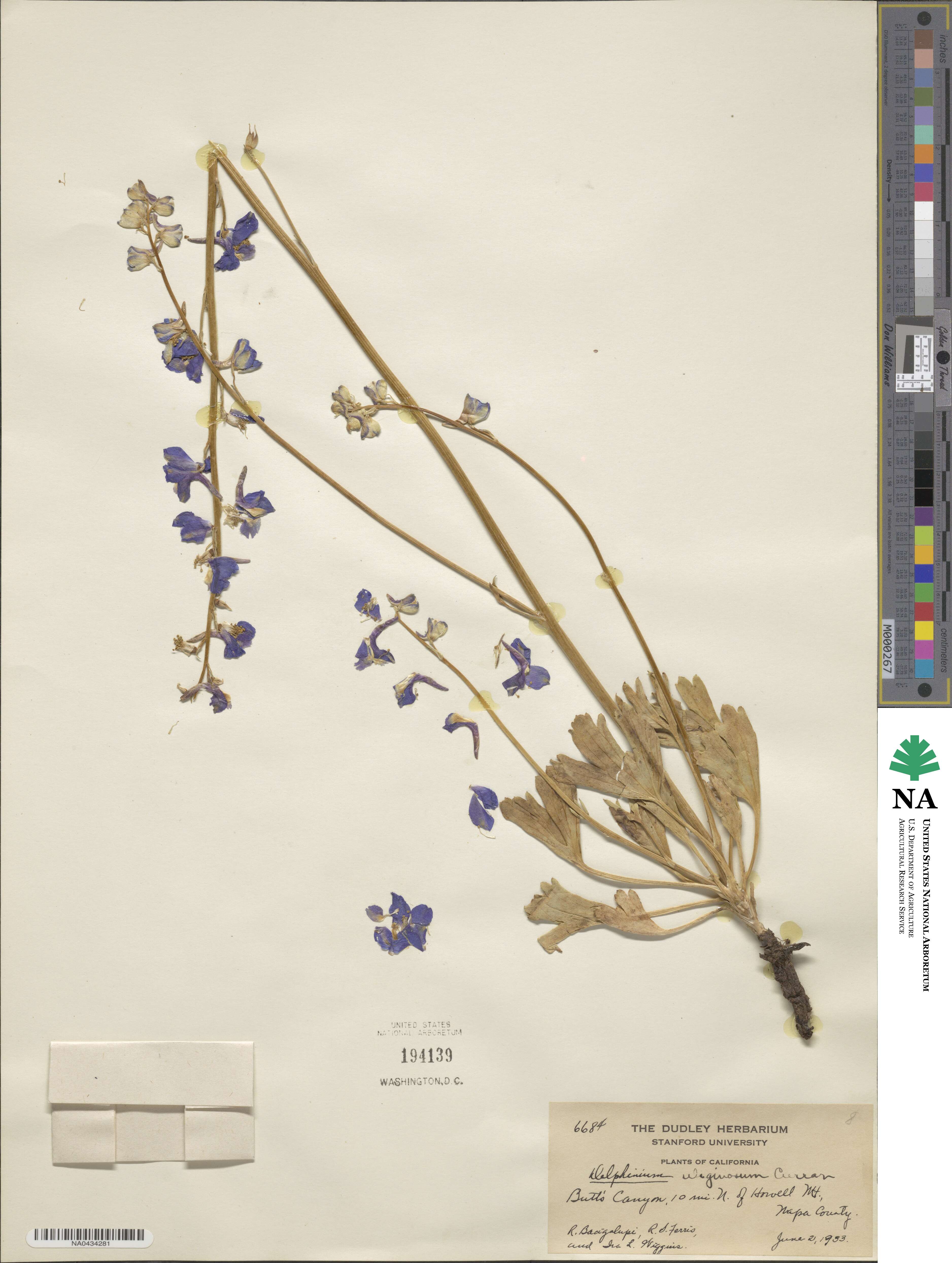 Delphinium uliginosum image
