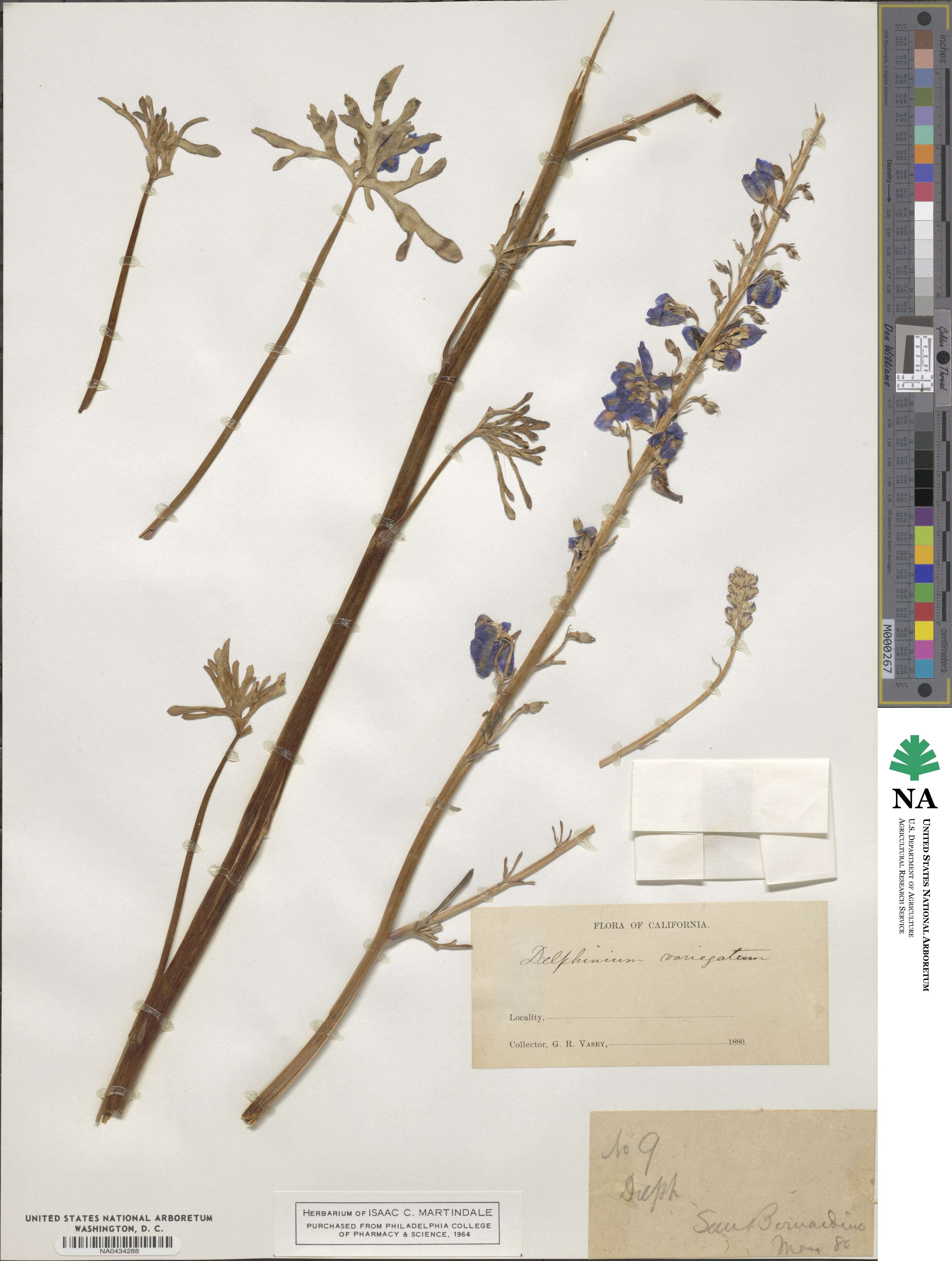 Delphinium variegatum image