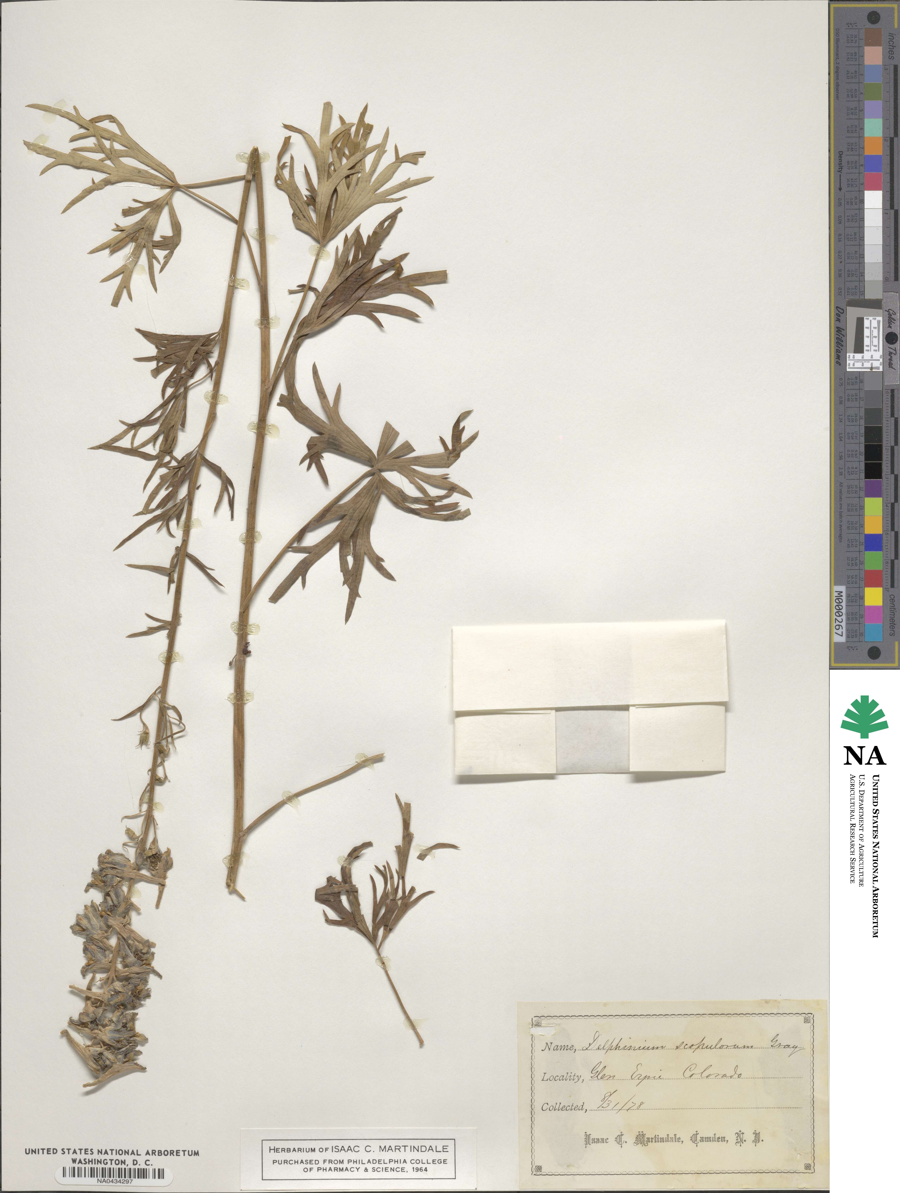 Delphinium scopulorum image