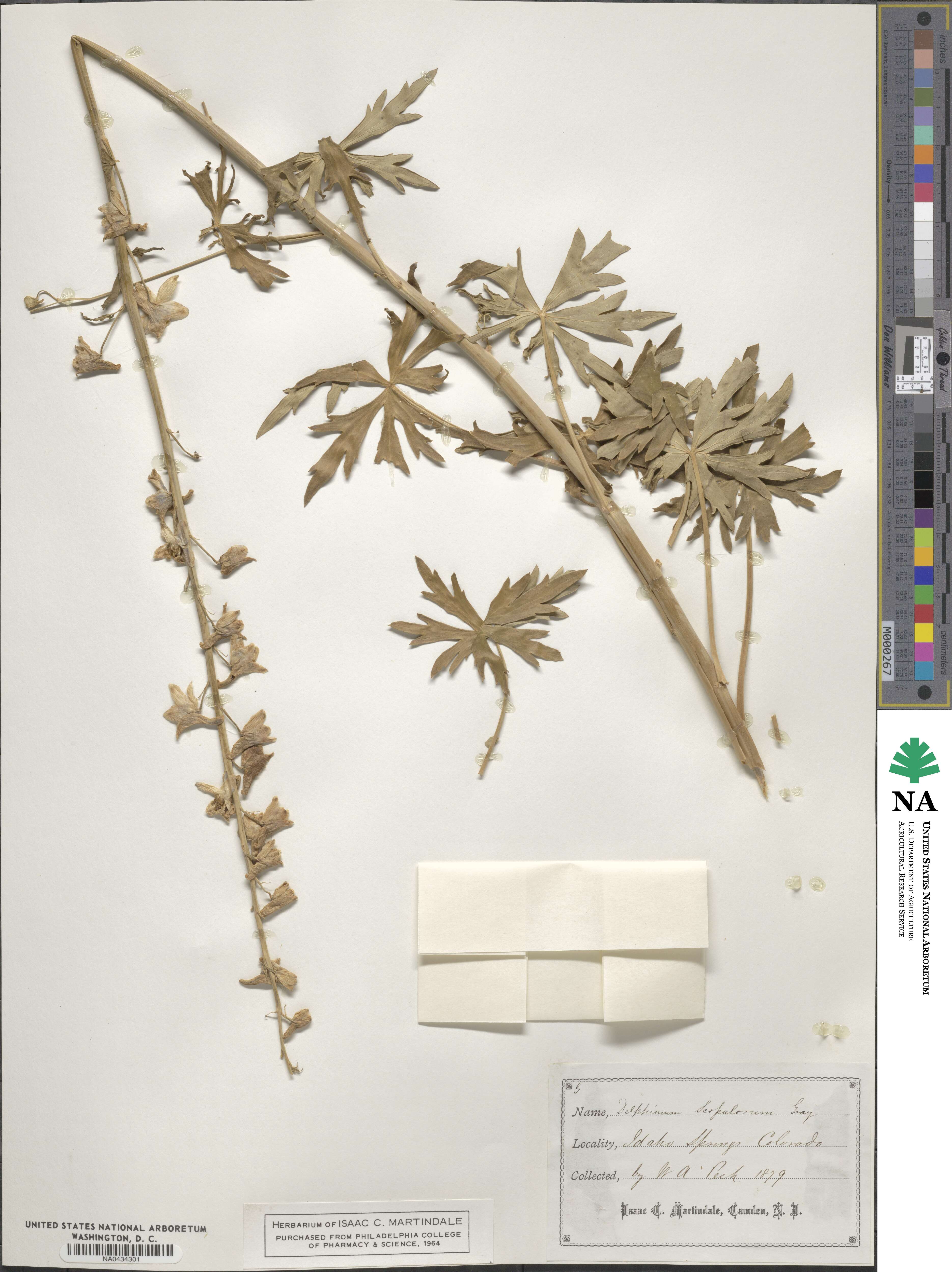 Delphinium scopulorum image