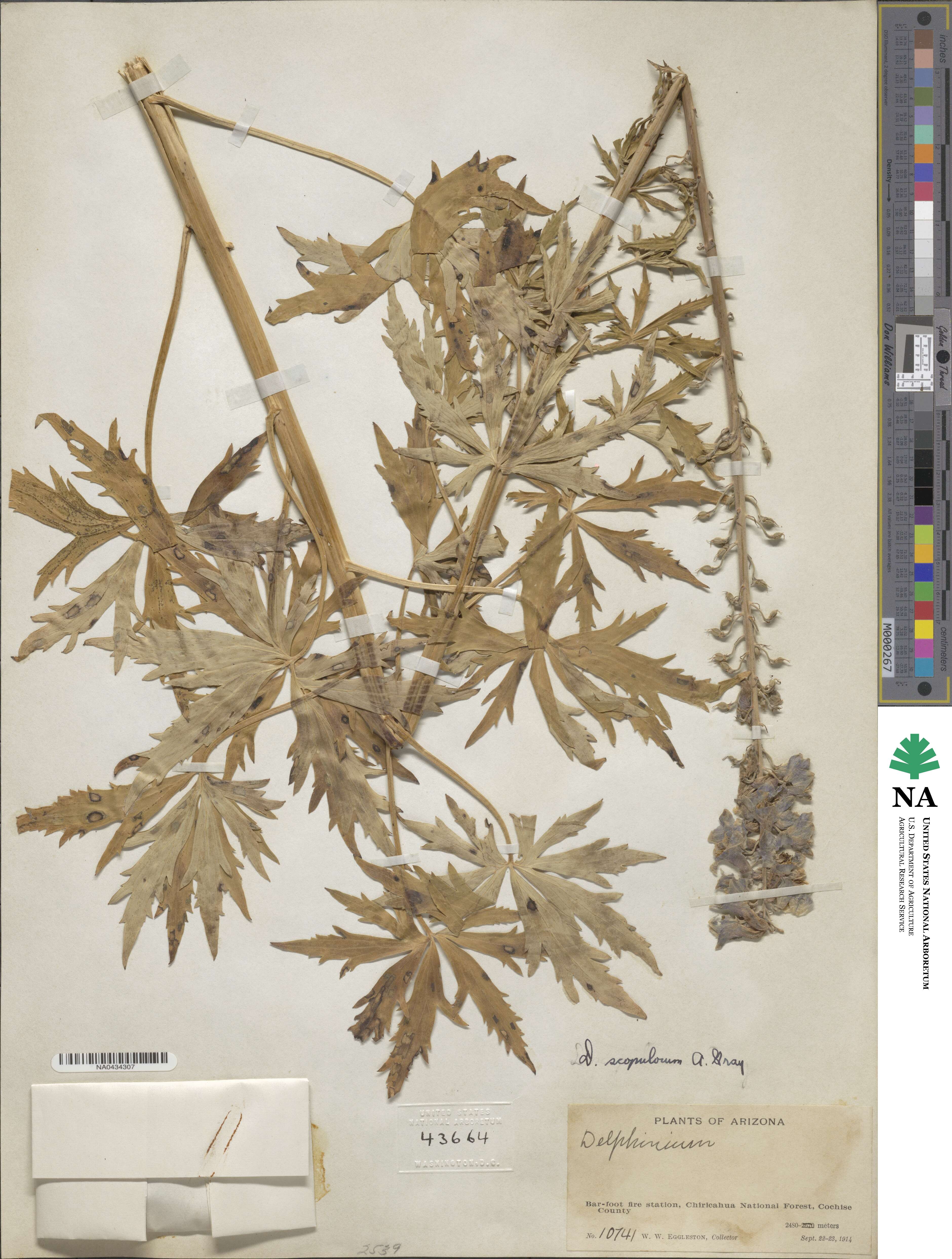 Delphinium scopulorum image