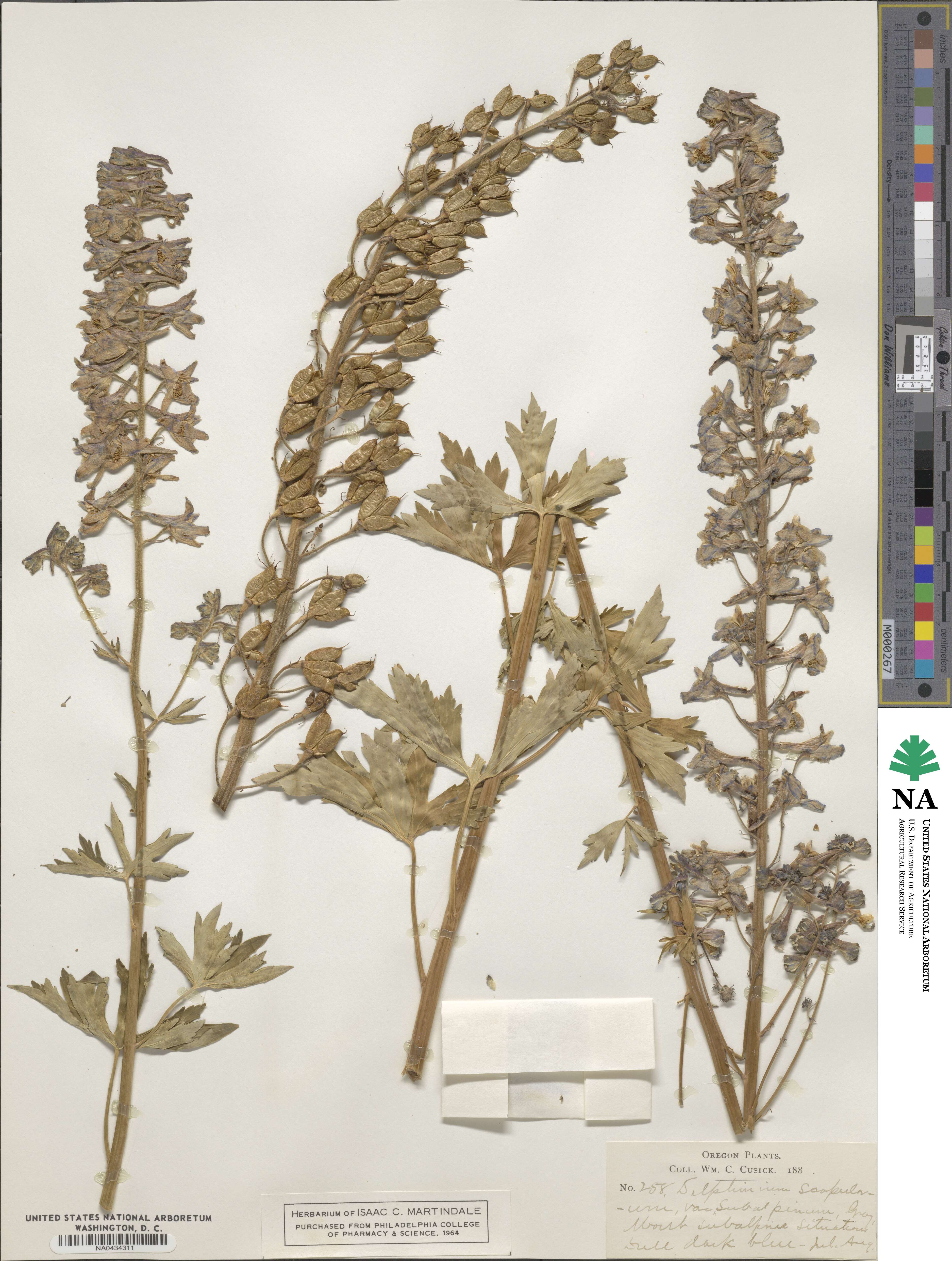 Delphinium barbeyi image