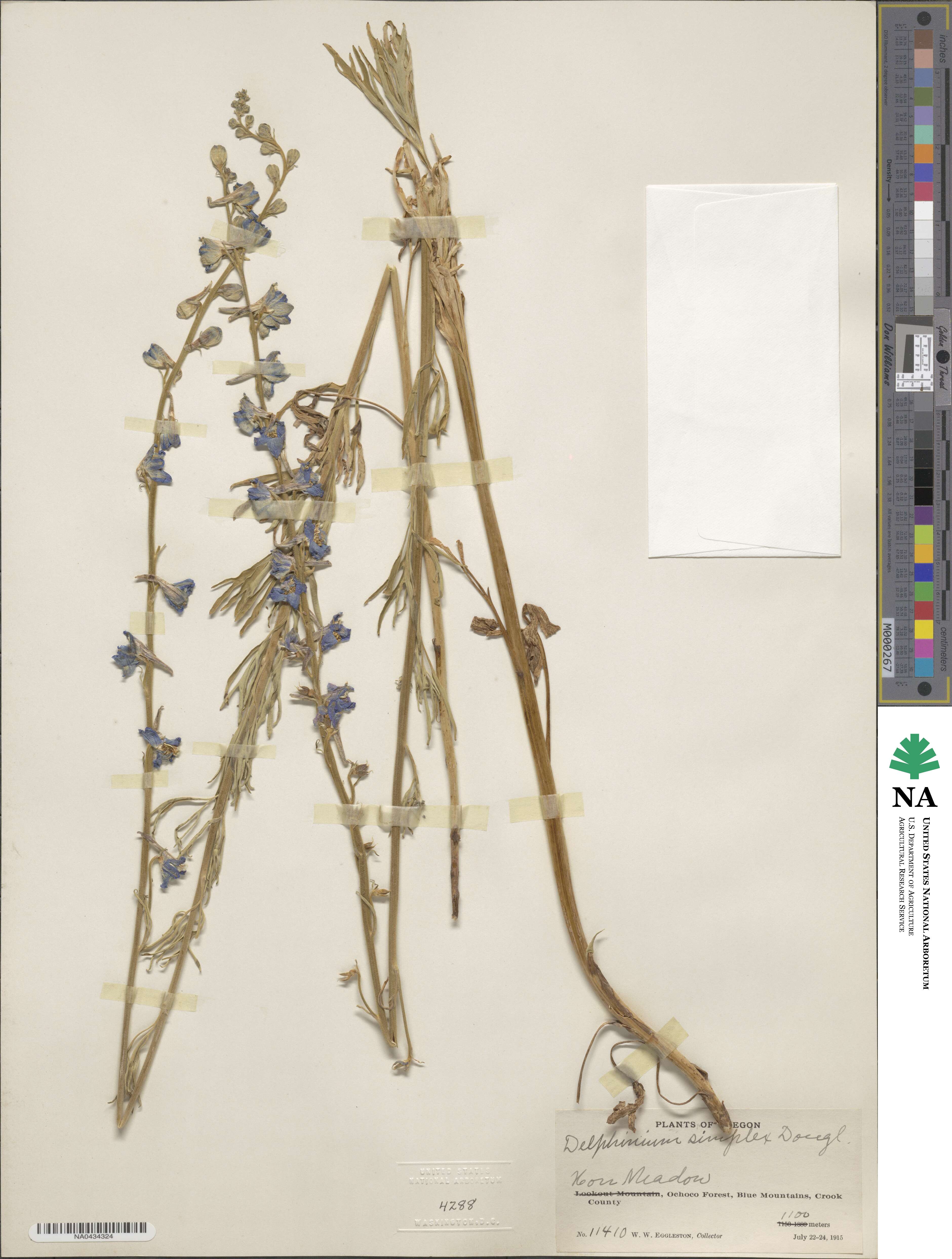 Delphinium simplex image