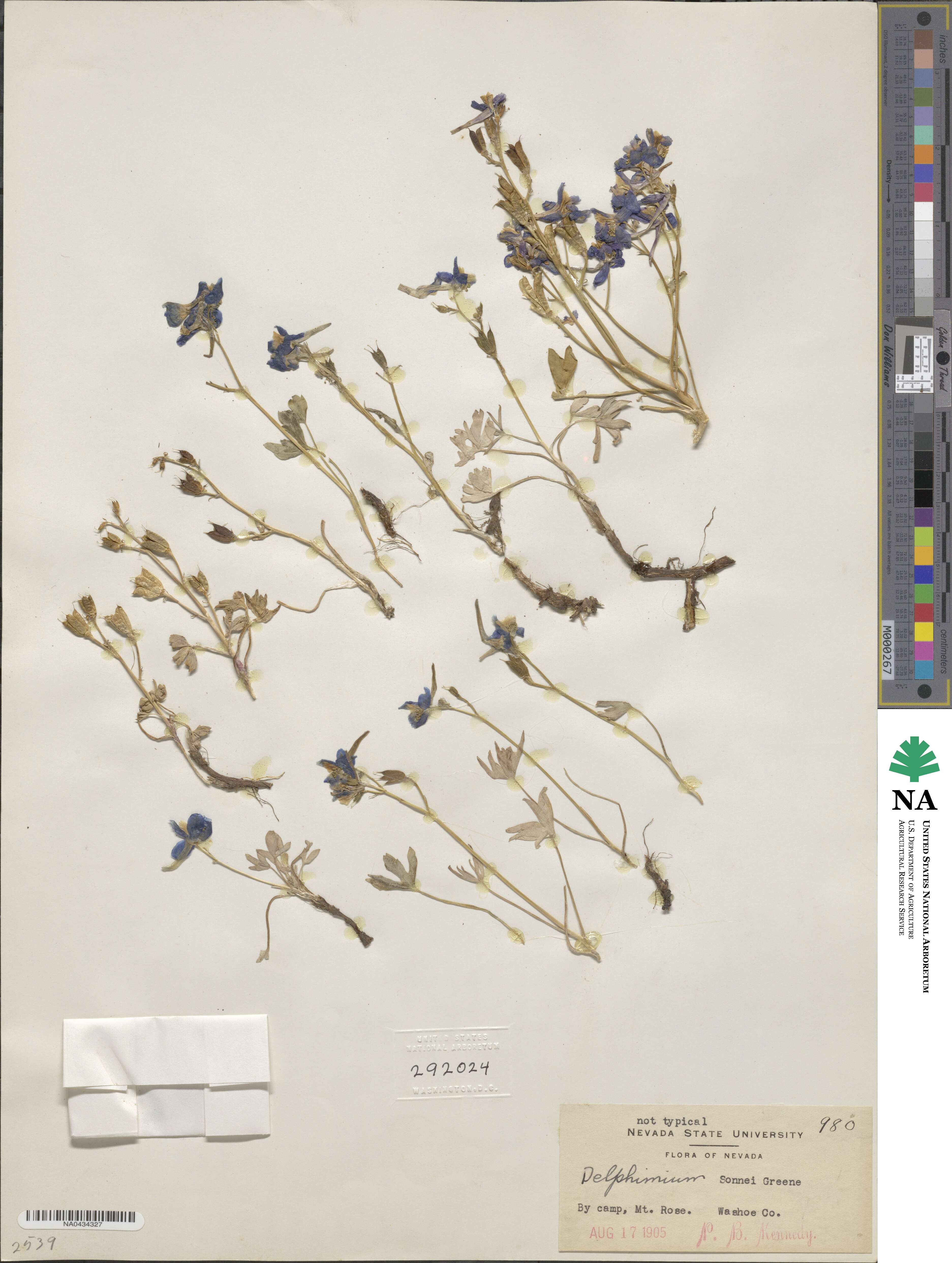 Delphinium nuttallianum image