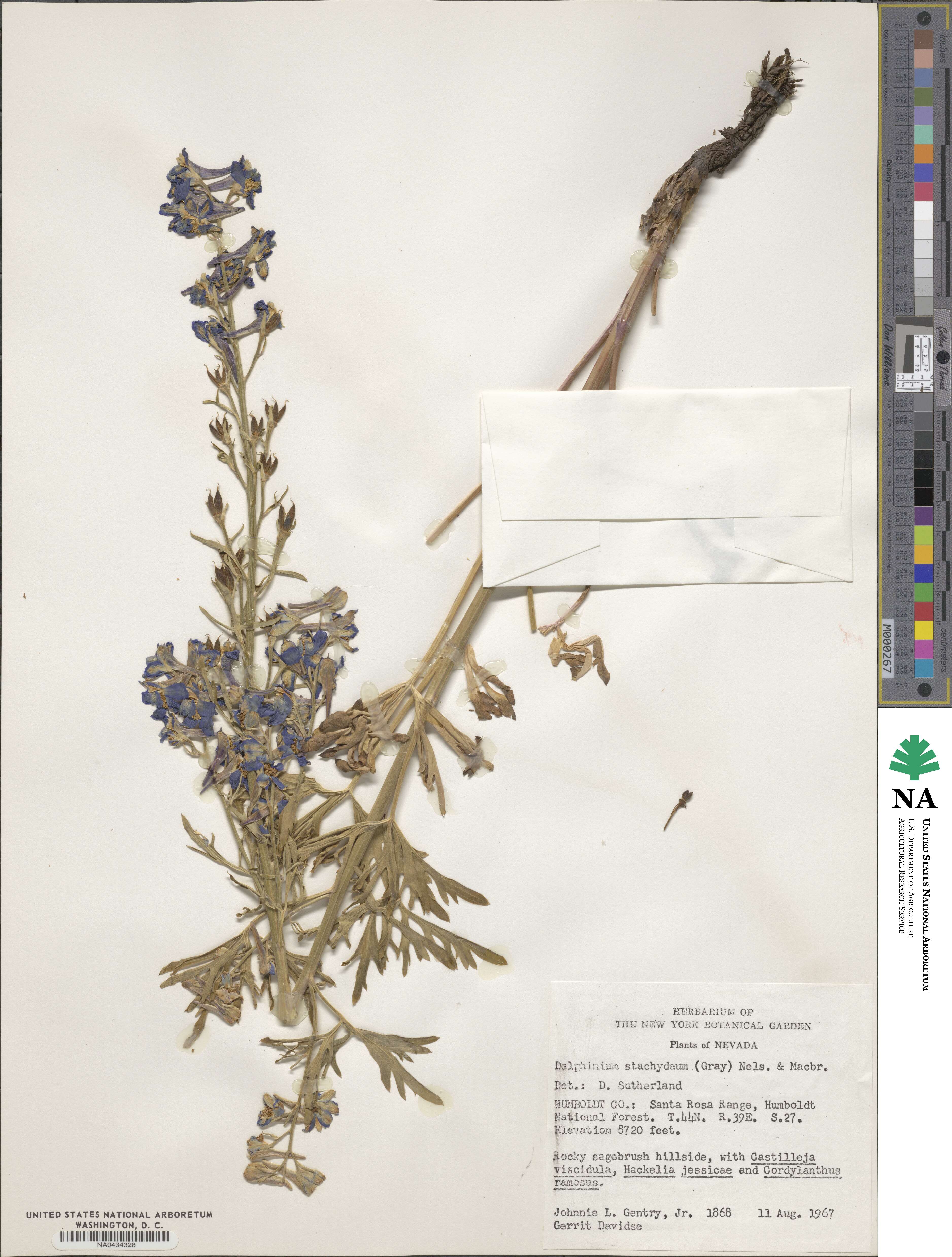 Delphinium stachydeum image