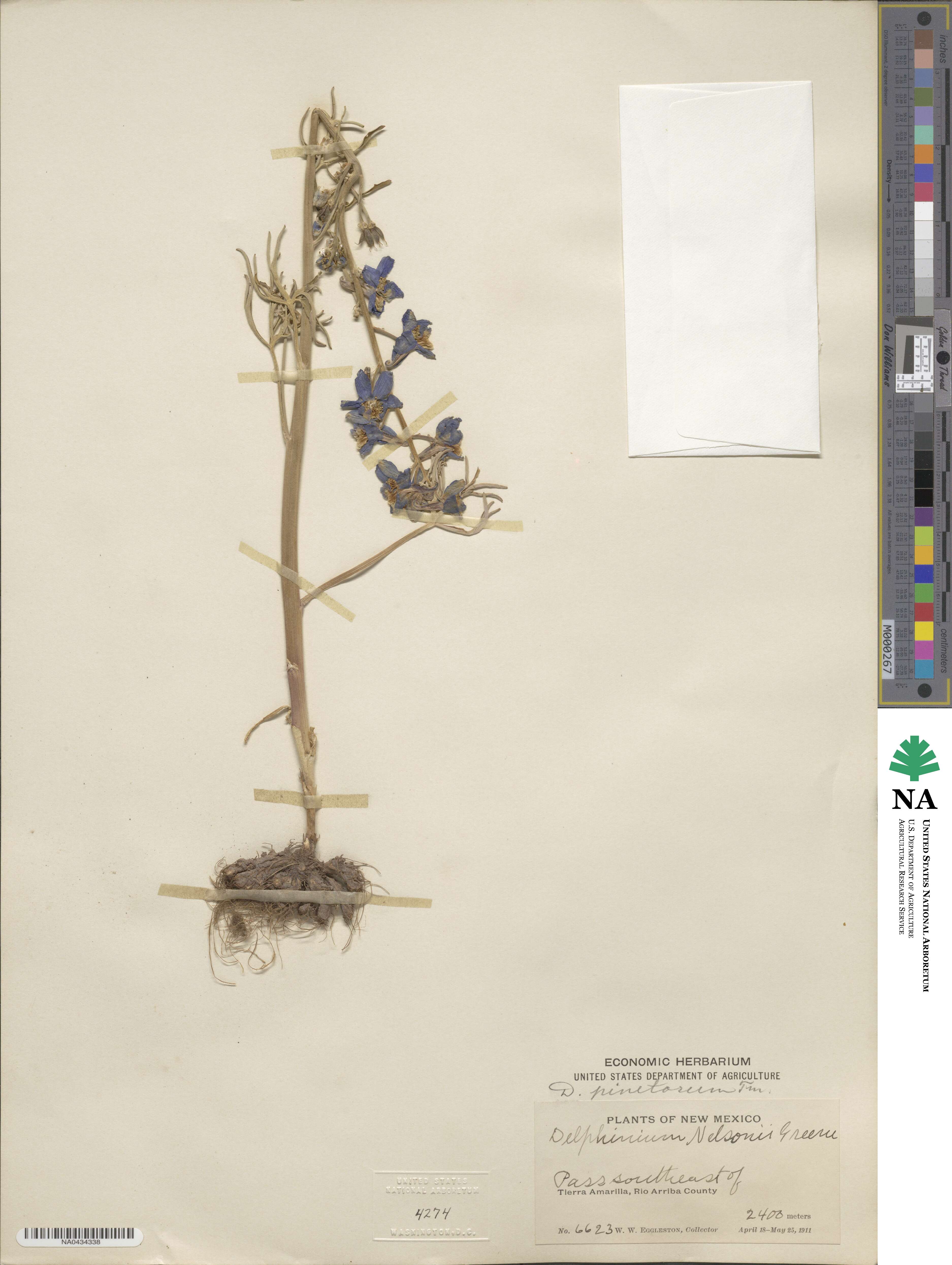 Delphinium nuttallianum image