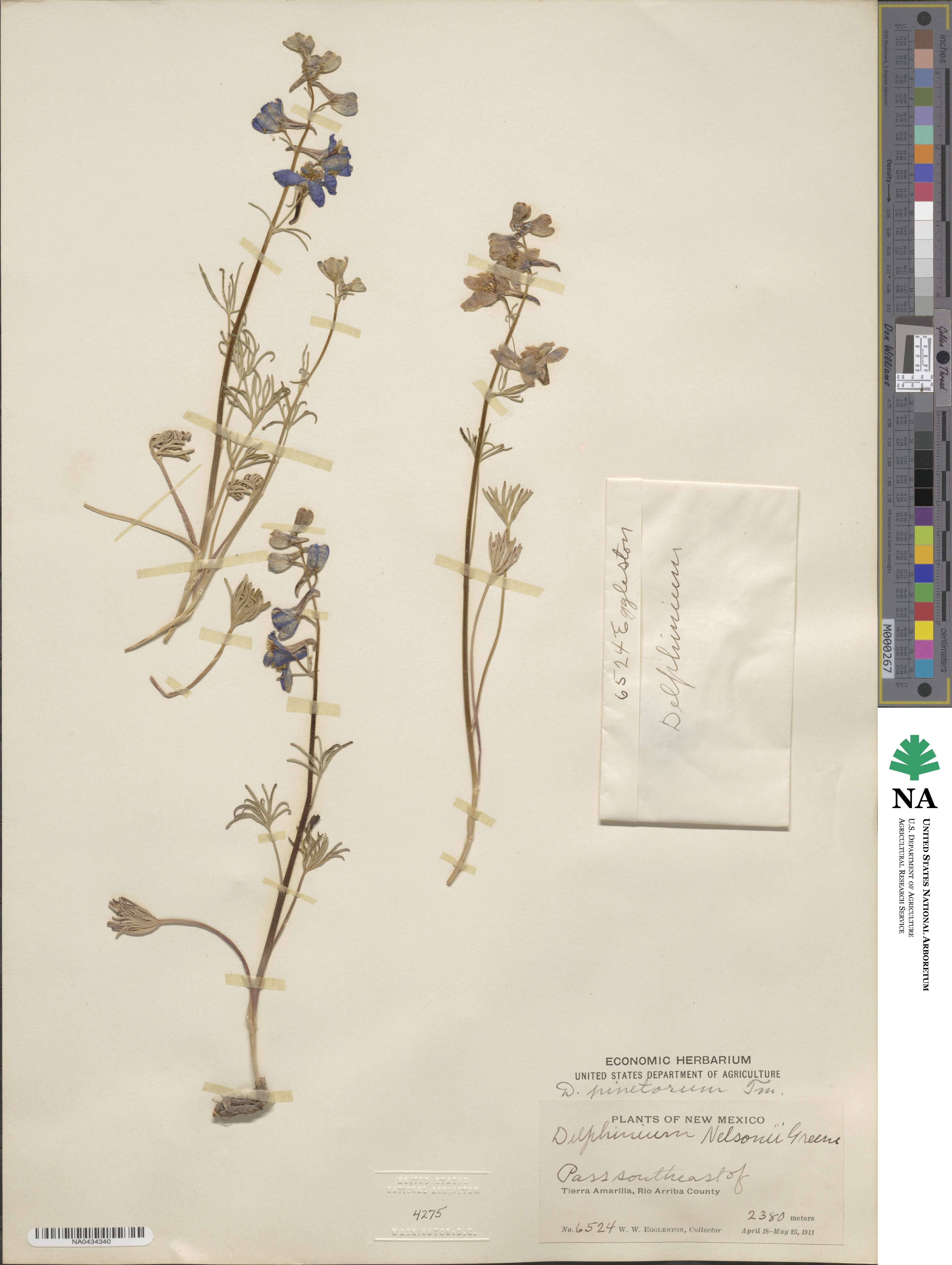 Delphinium nuttallianum image