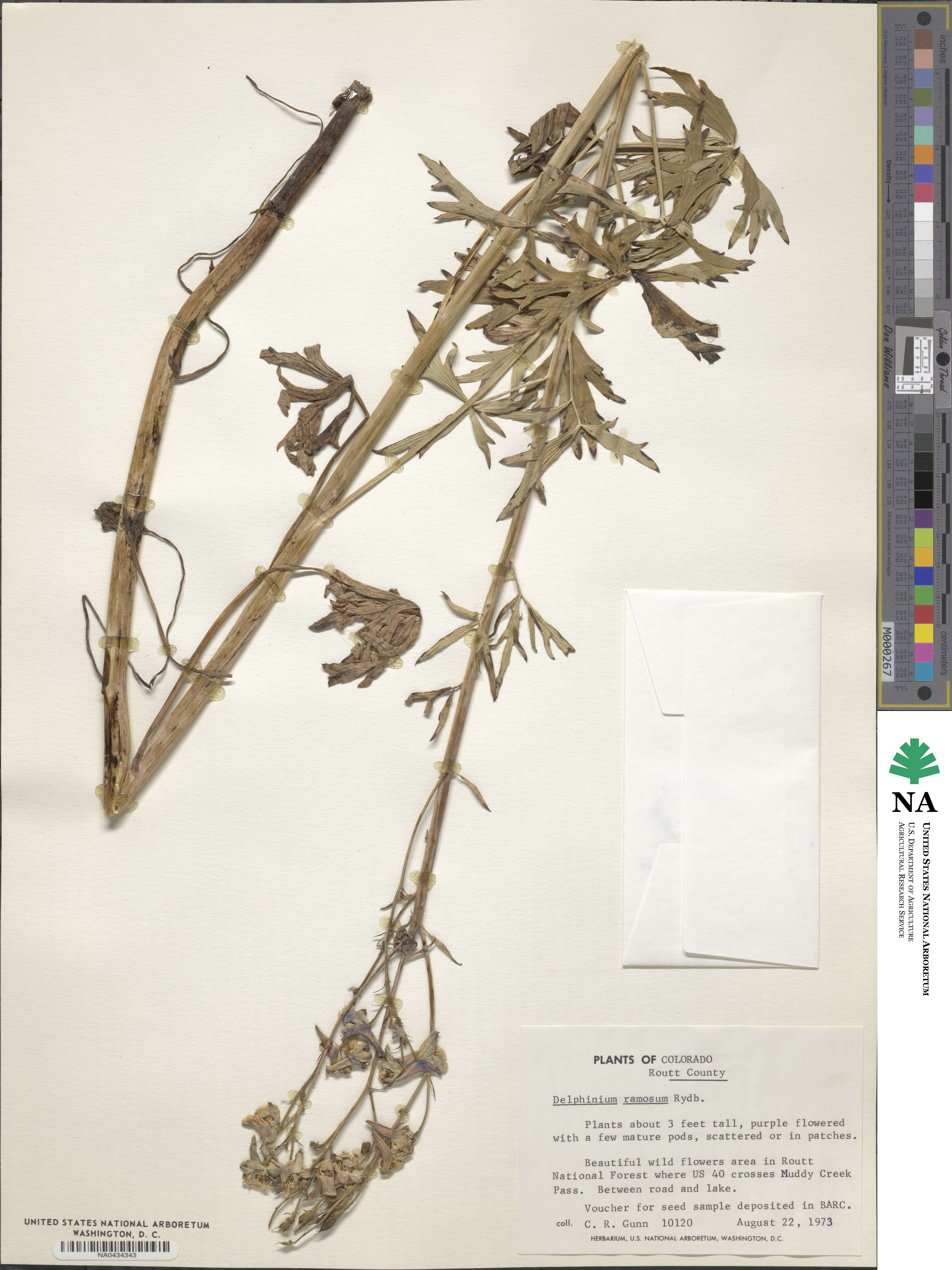 Delphinium ramosum image